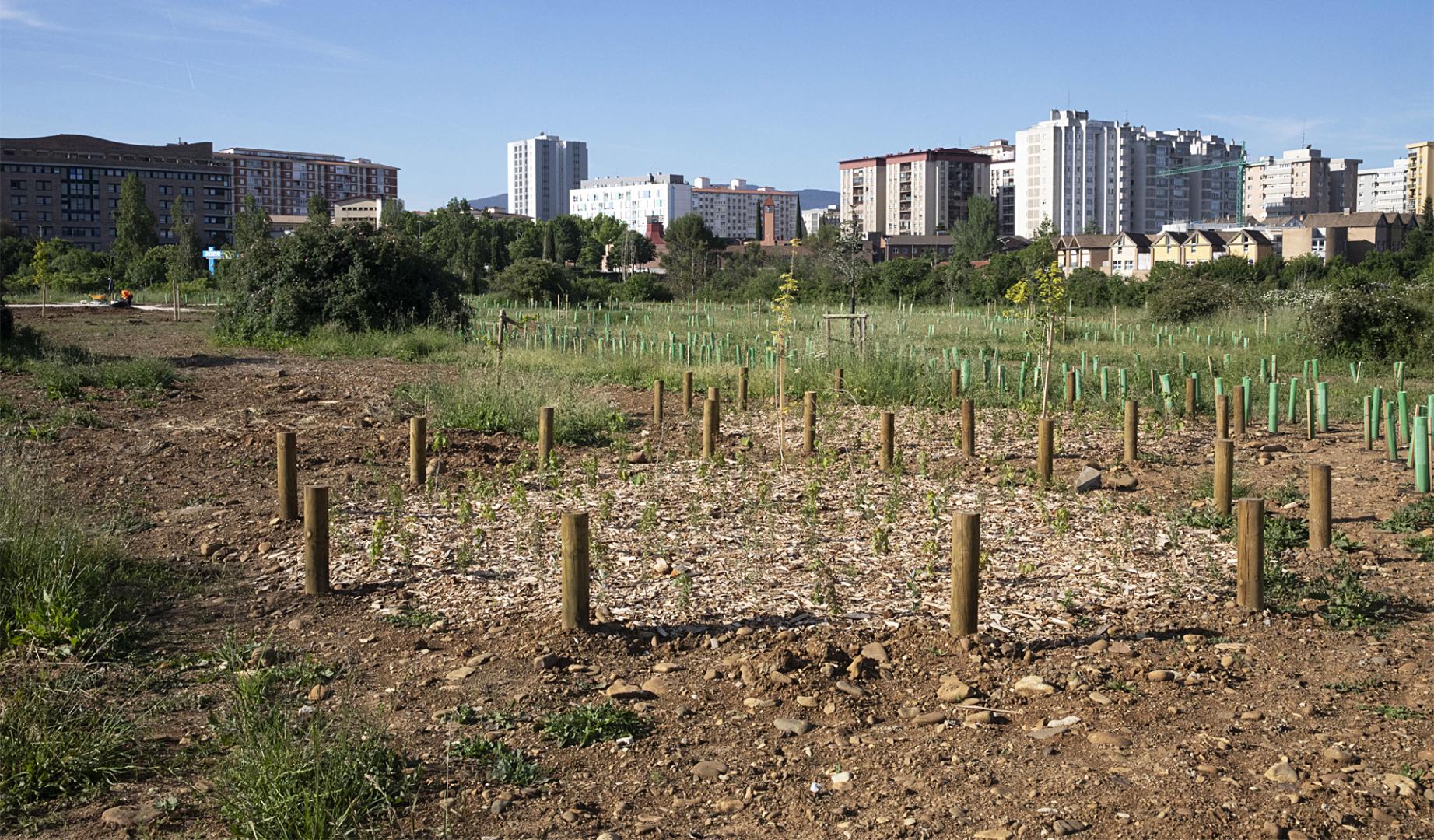Parcela con los ejemplares plantados
