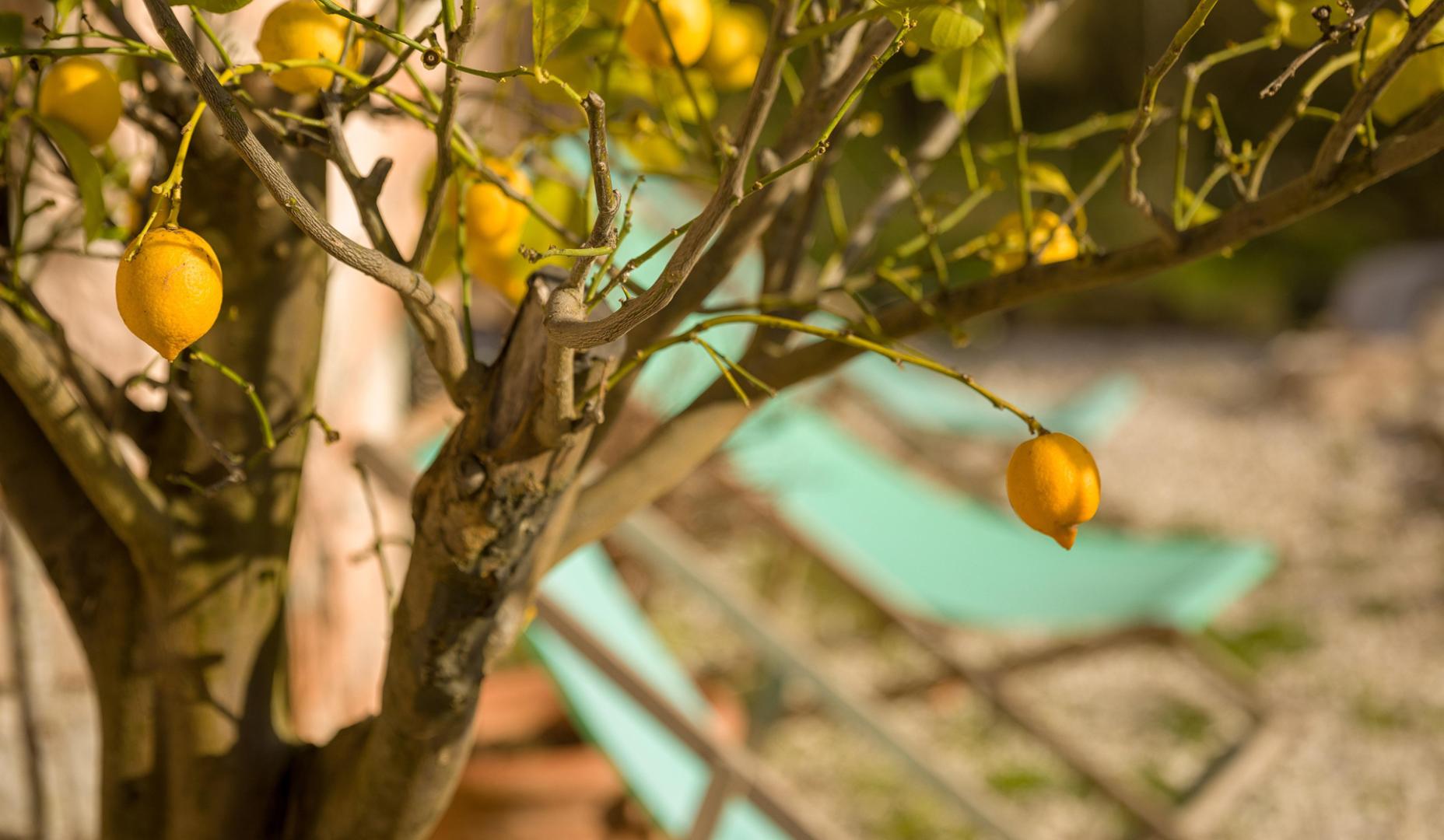 El limonero es una buena opción para plantar en un jardín por sus raíces poco invasivas