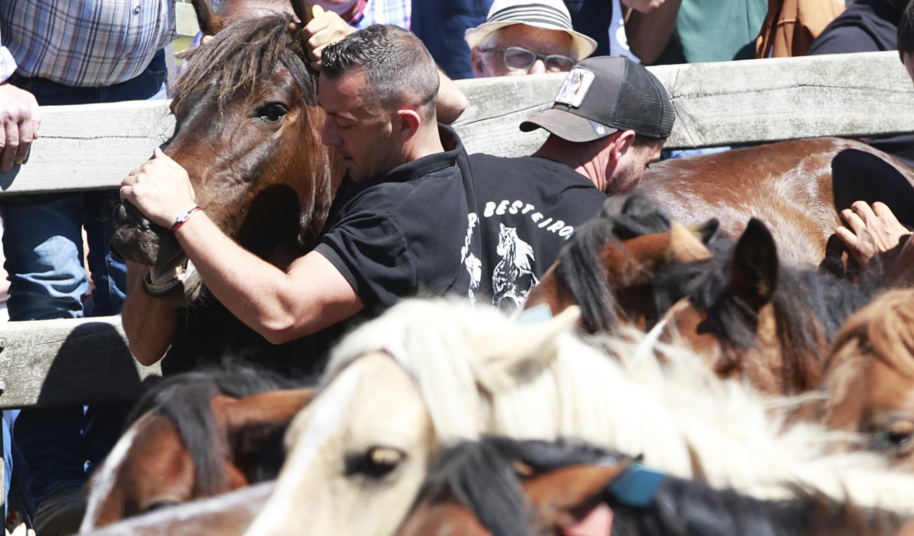 Dos jóvenes sujeta a un caballo durante la jornada de la Rapa das Bestas de A Capelada