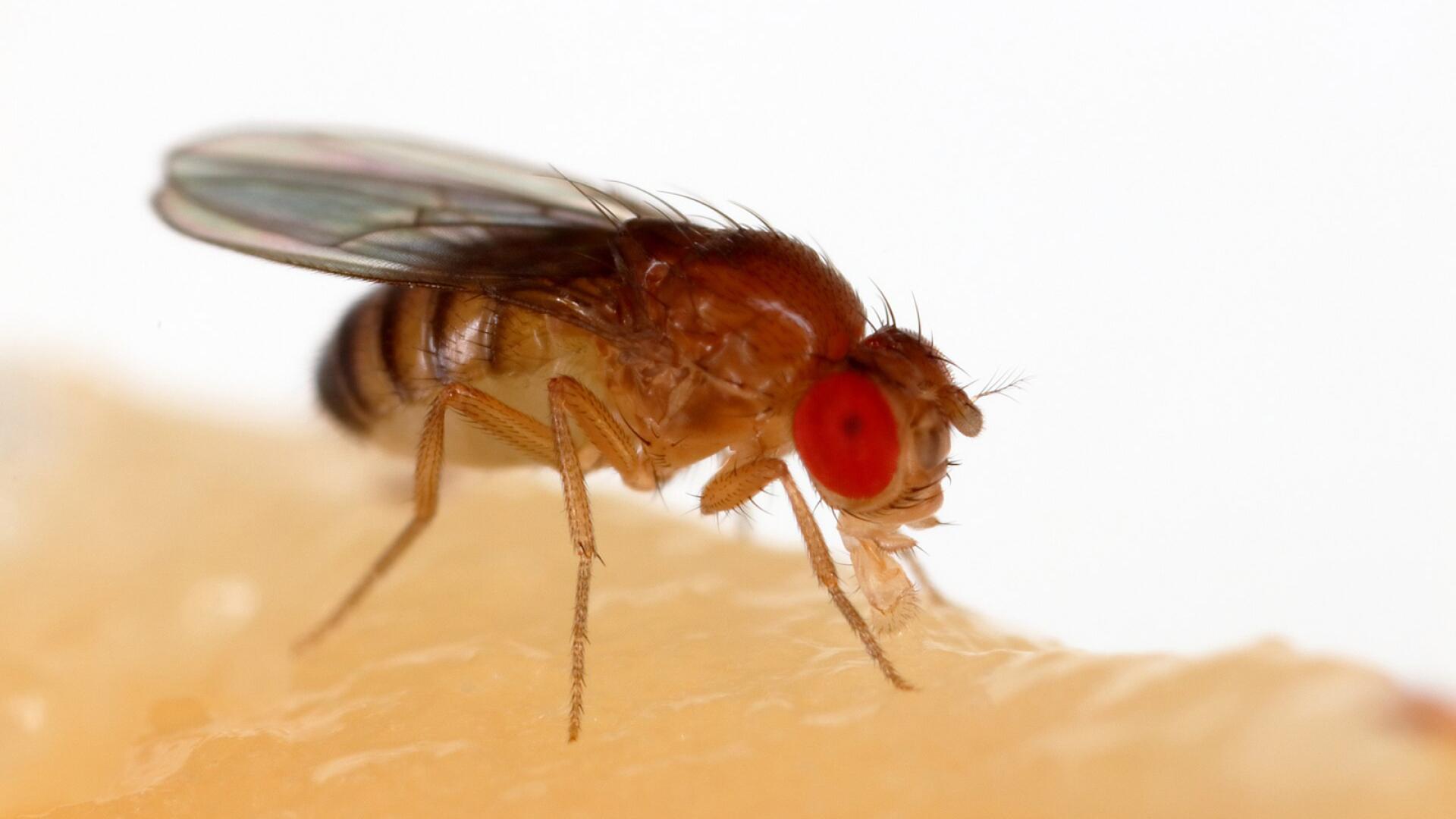 Mosca de la fruta
