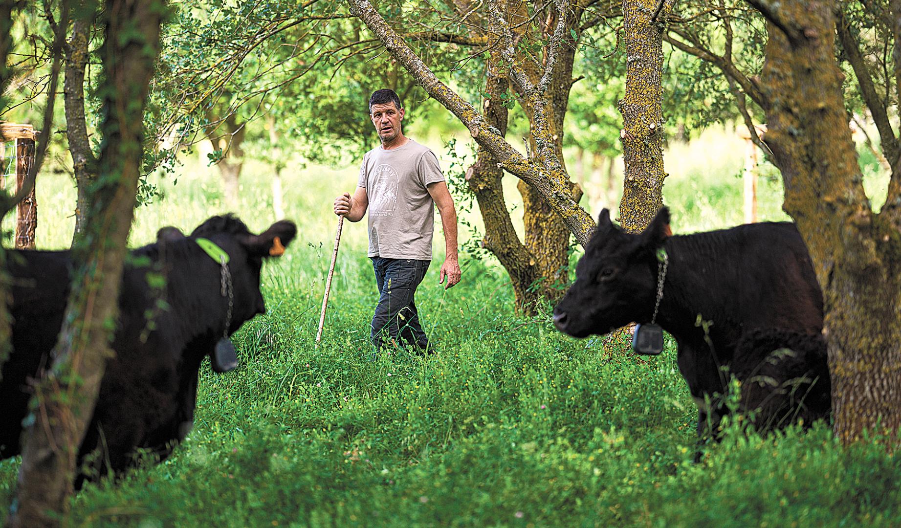Adelardo Paternáin junto a dos de los ejemplares de vacas Galloway que ya pastan en Pamplona