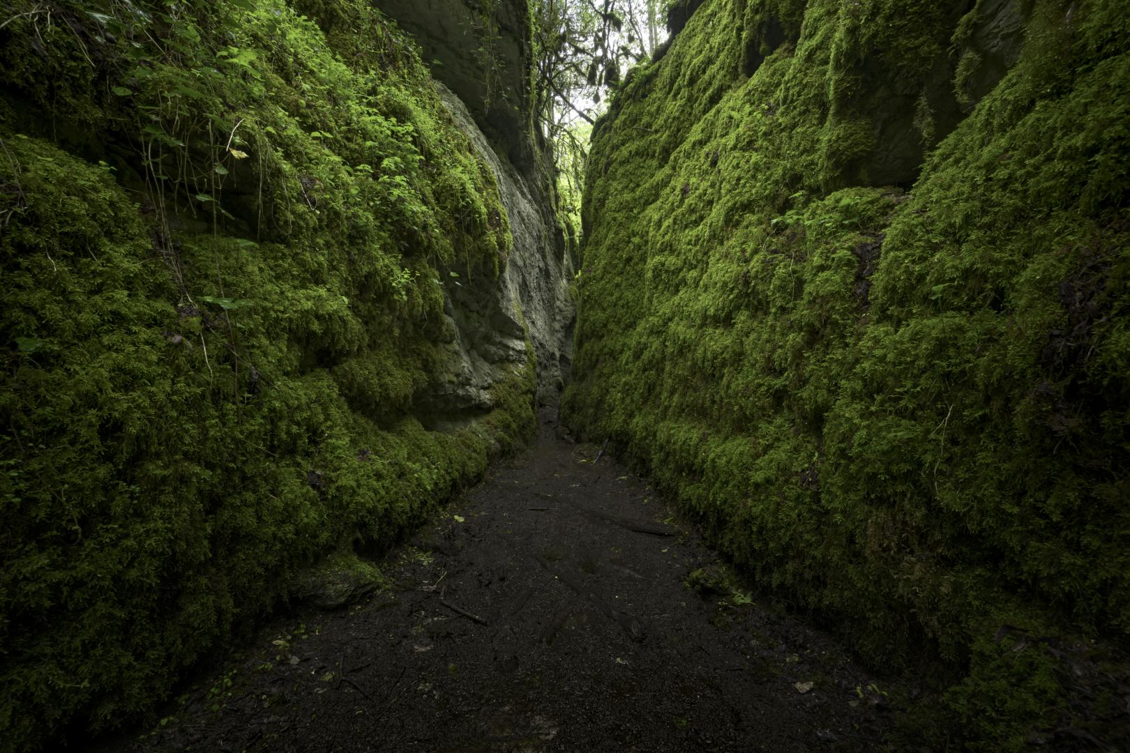 Barranco de Obantzea, la jungla navarra