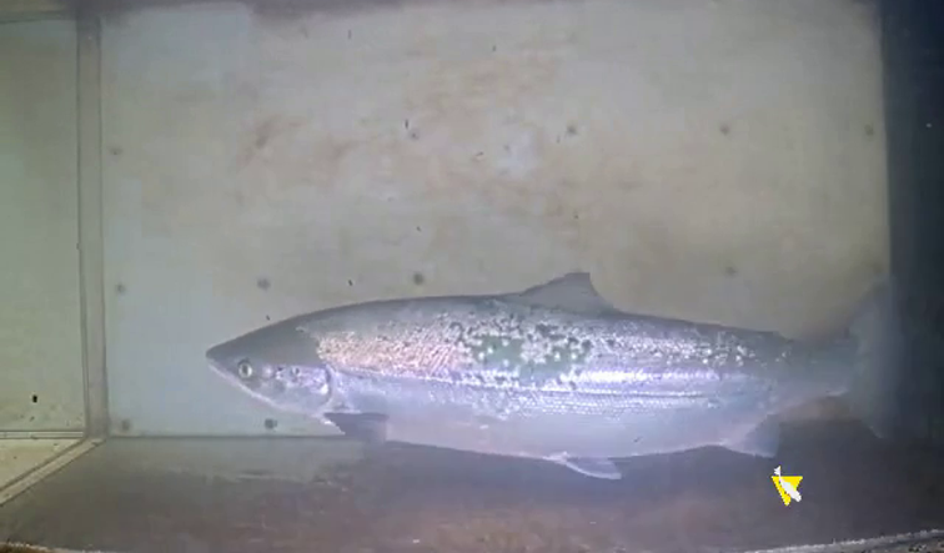 Captura de imagen del paso de un salmón ante la cámara