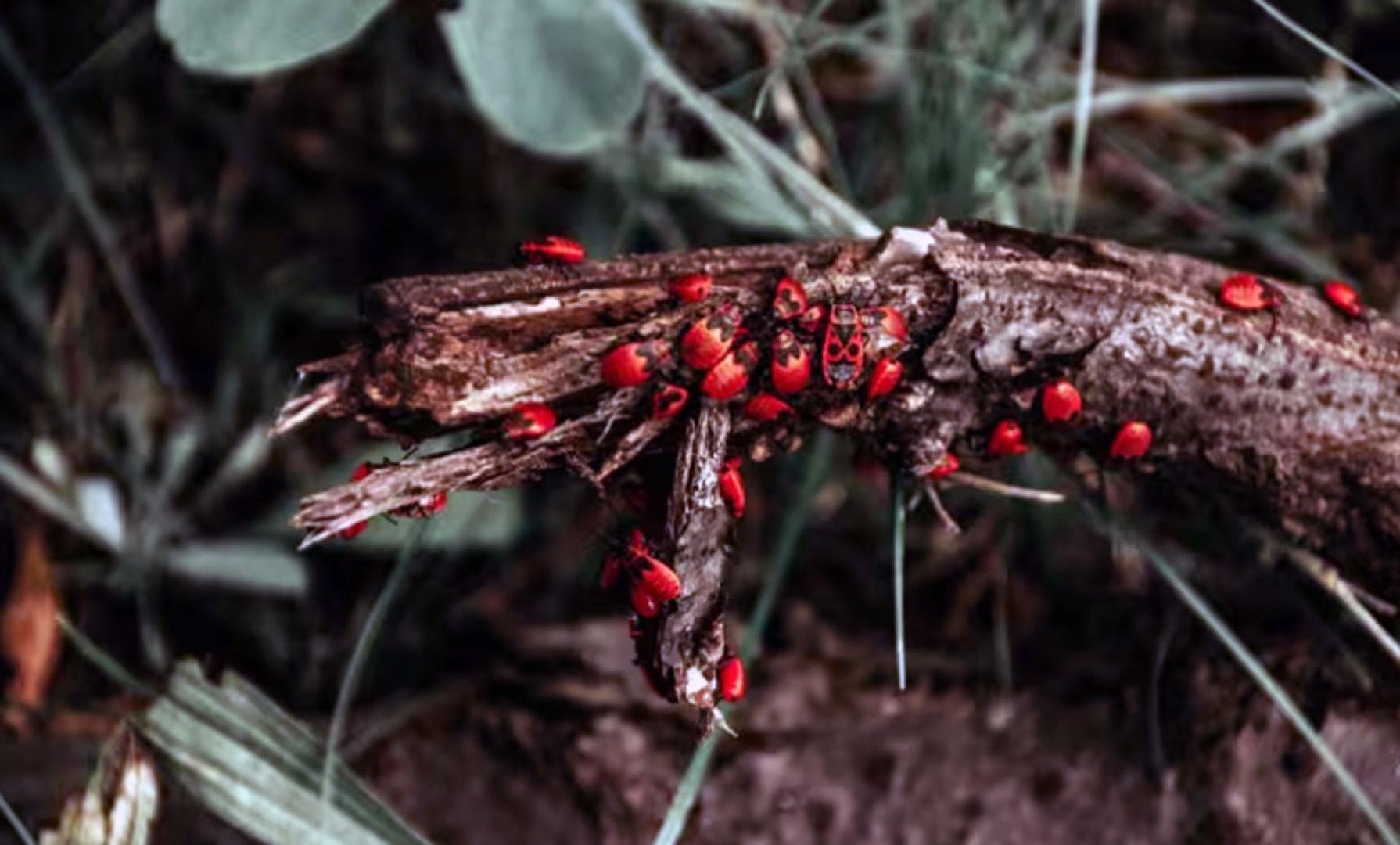 insectos