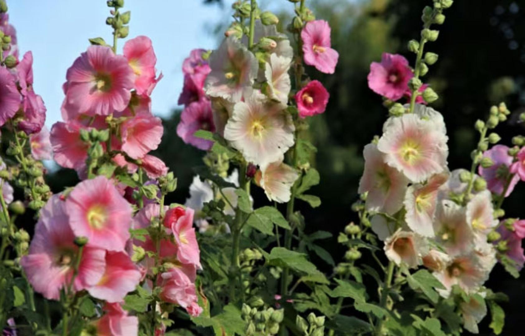 flor