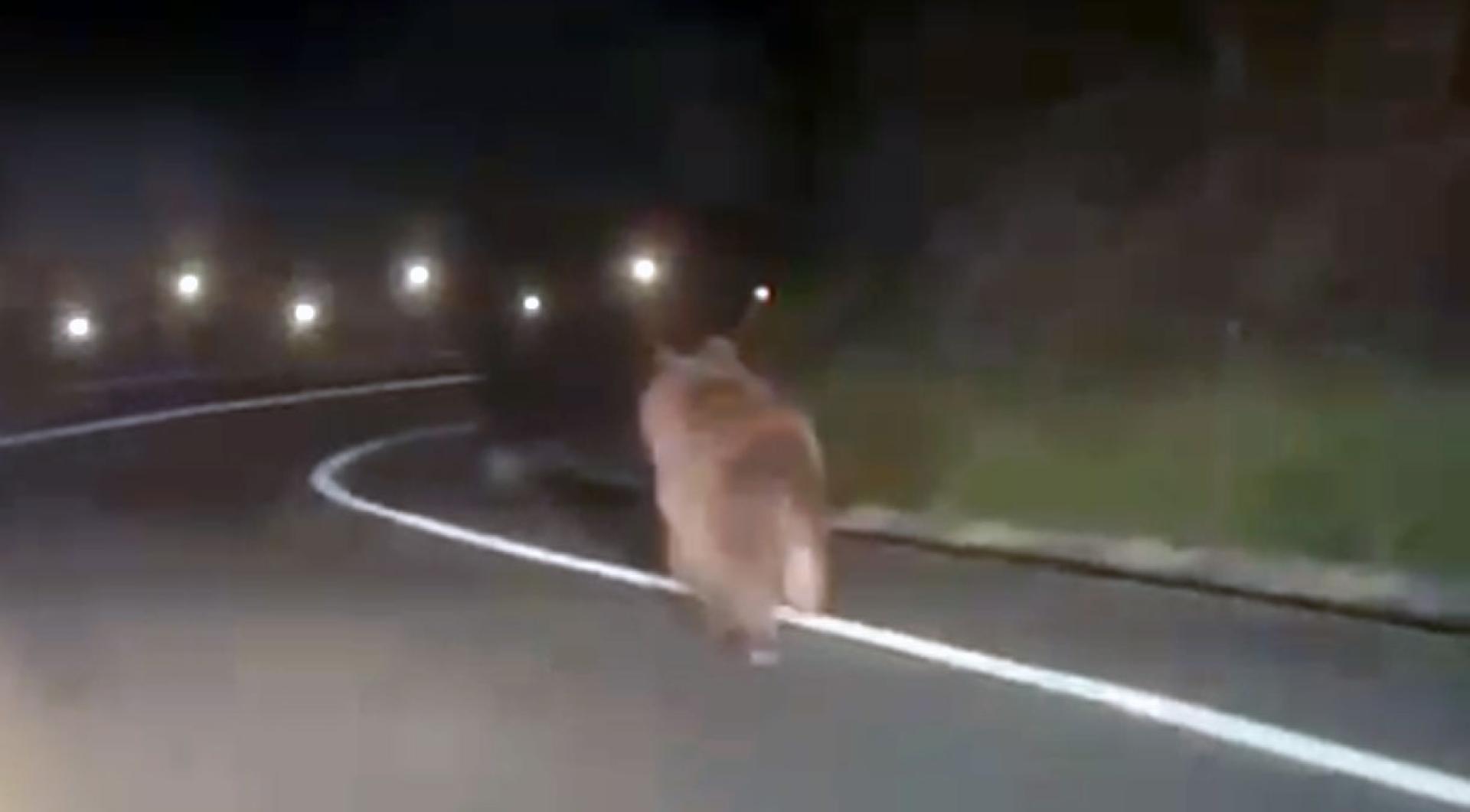 Un oso ha sido grabado esta pasada noche de sábado por un conductor que circulaba en la carretera que une las localidades de Ochagavía y Ezcároz, en el valle de Salazar.