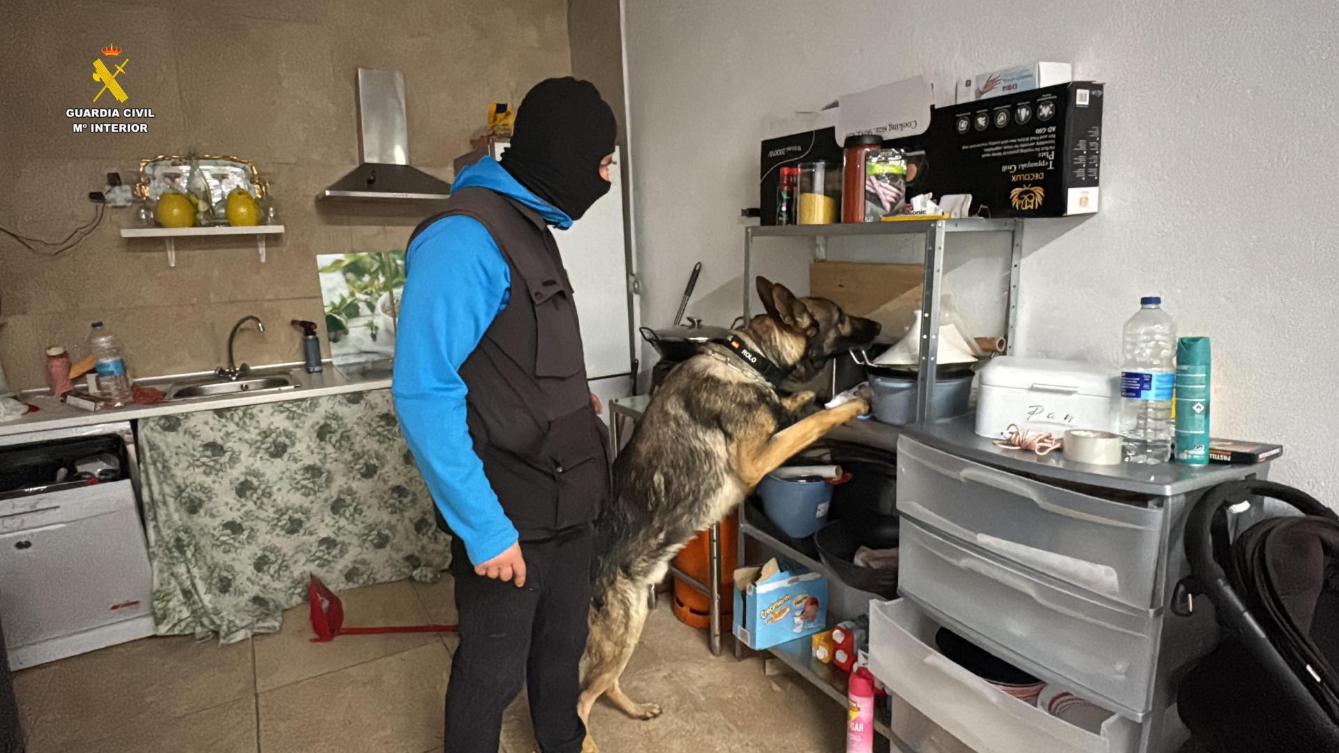 Un agente de Guardia Civil con uno de los perros, durante un registro
