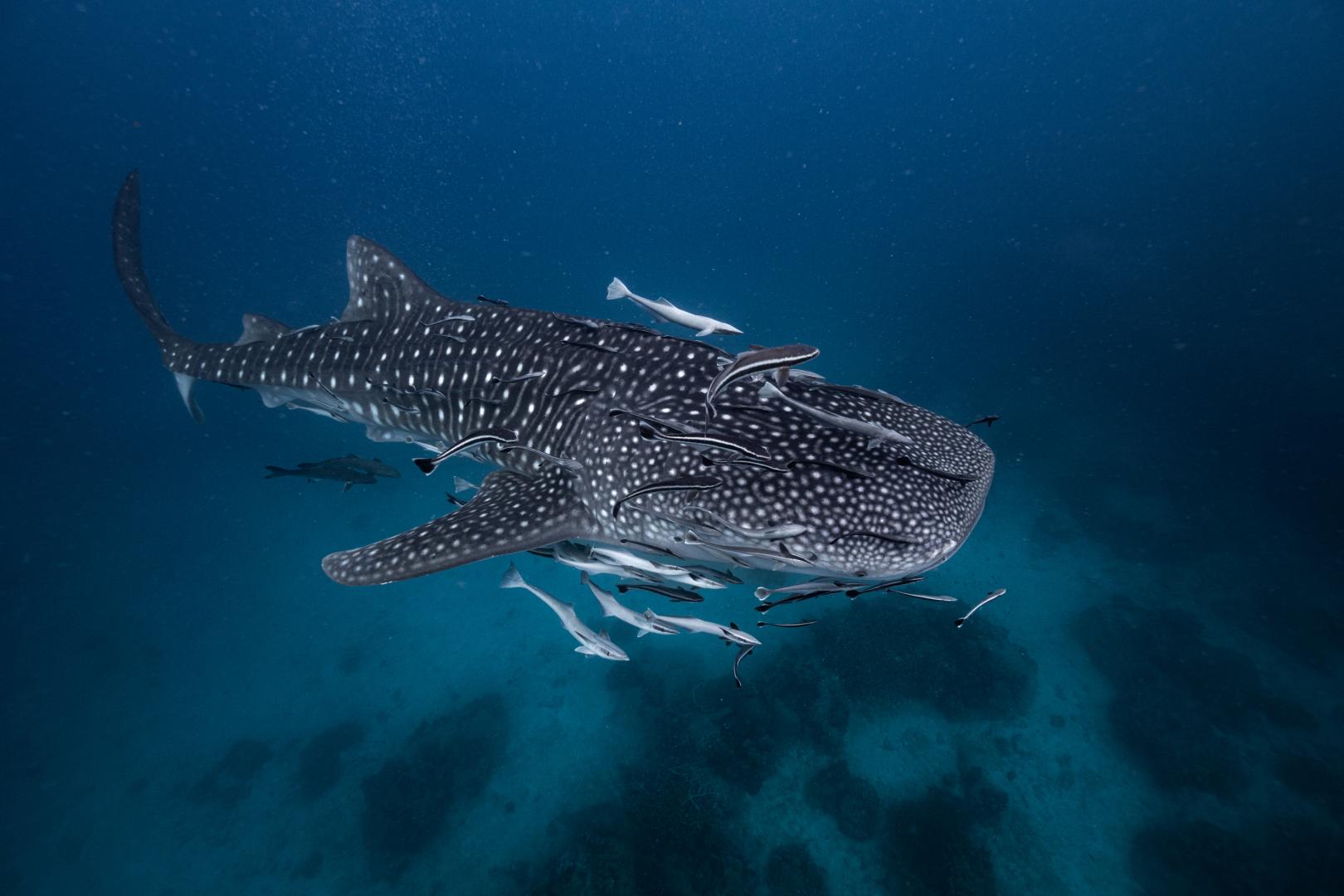 Imagen de un tiburón ballena