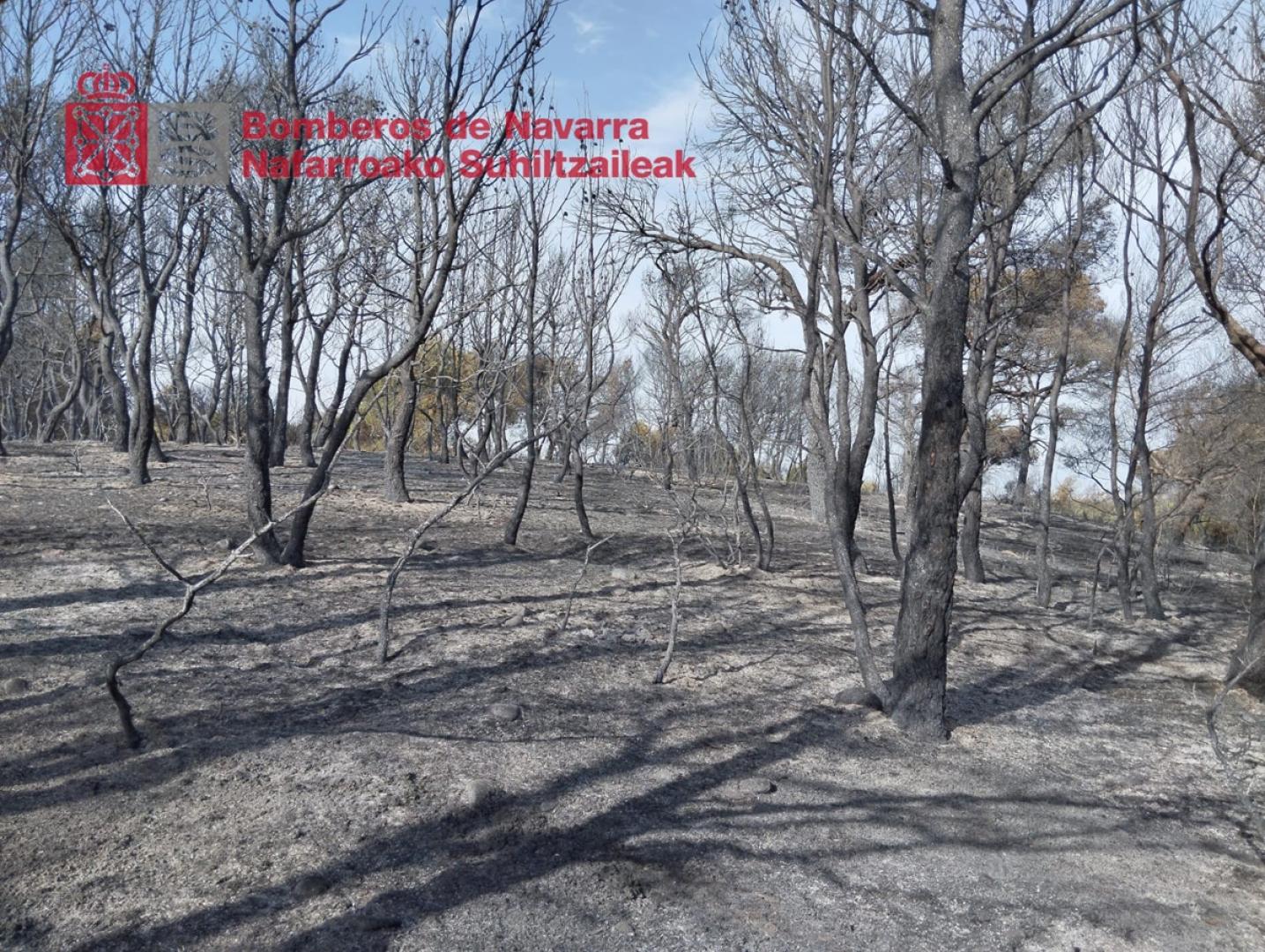 El incendio ha afectado a un pinar