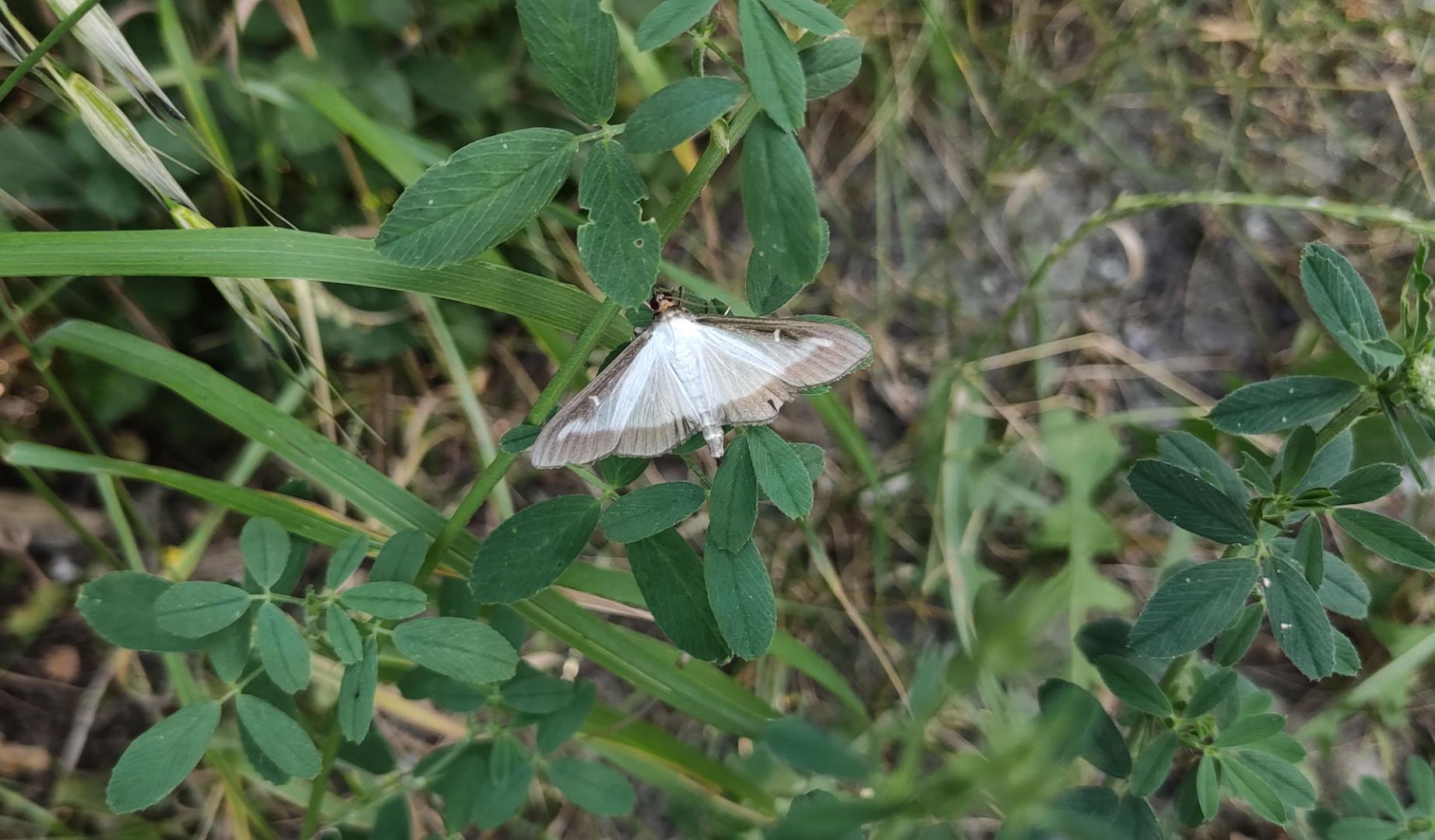 Polilla del boj.