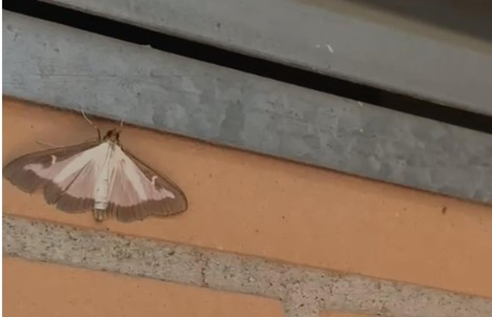 Las polillas del boj invaden portales de barrios de Pamplona como Txantrea, Rochapea o San Jorge, así como localidades de la comarca