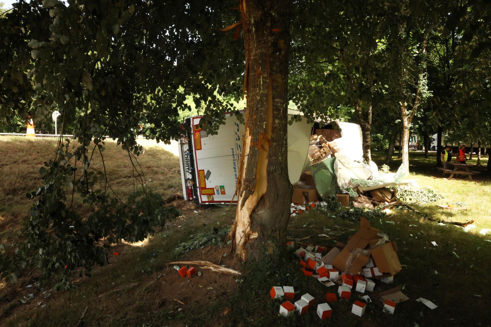 Árbol golpeado por el camión al salirse de la vía.