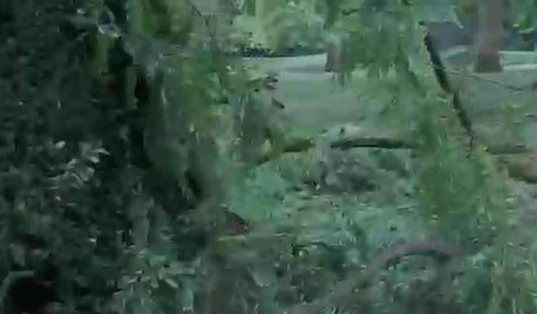 Vídeo de varios árboles caídos en Pamplona tras la tormenta del sábado