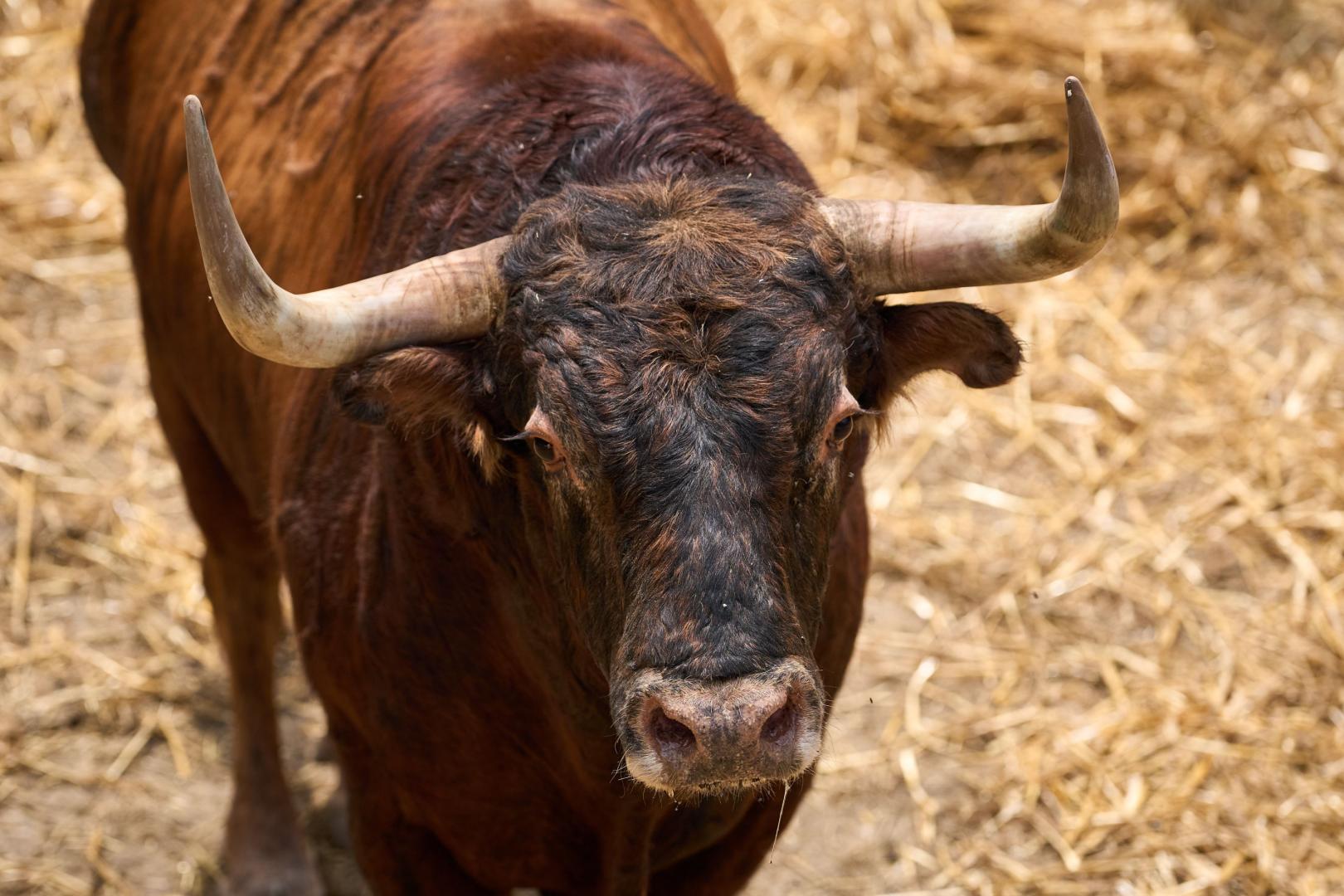 Rostro de uno de los 8 toros de la ganadería de Victoriano del Río para la Feria del Toro 2026. Los primeros en llegar y en ser vacunados en los corrales del Gas antes de los Sanfermines