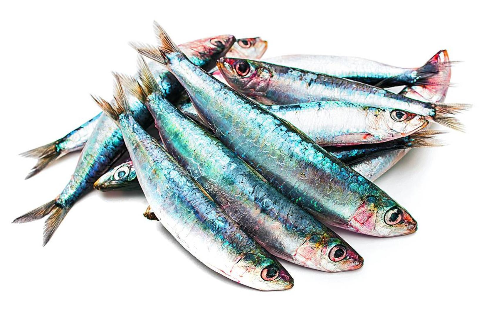 Imagen de unas sardinas
