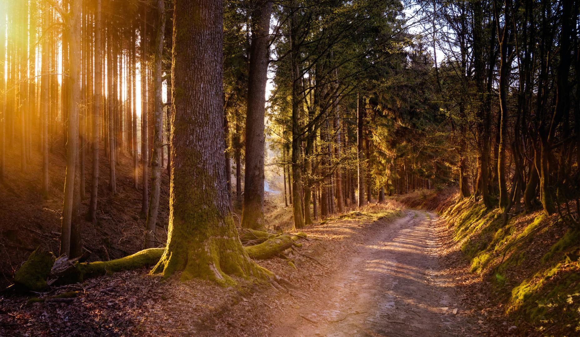 Un camino en el bosque