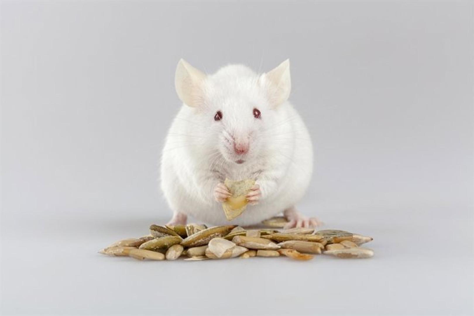 Ratón albino comiendo