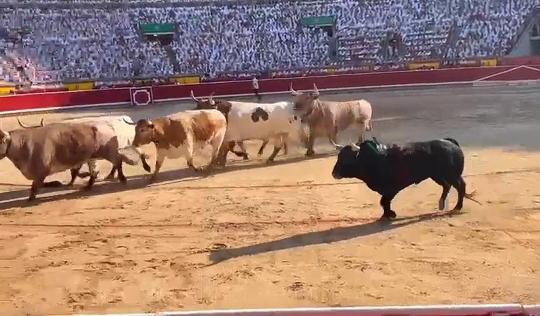 Regresa el toro a los corrales debido a su poca fuerza