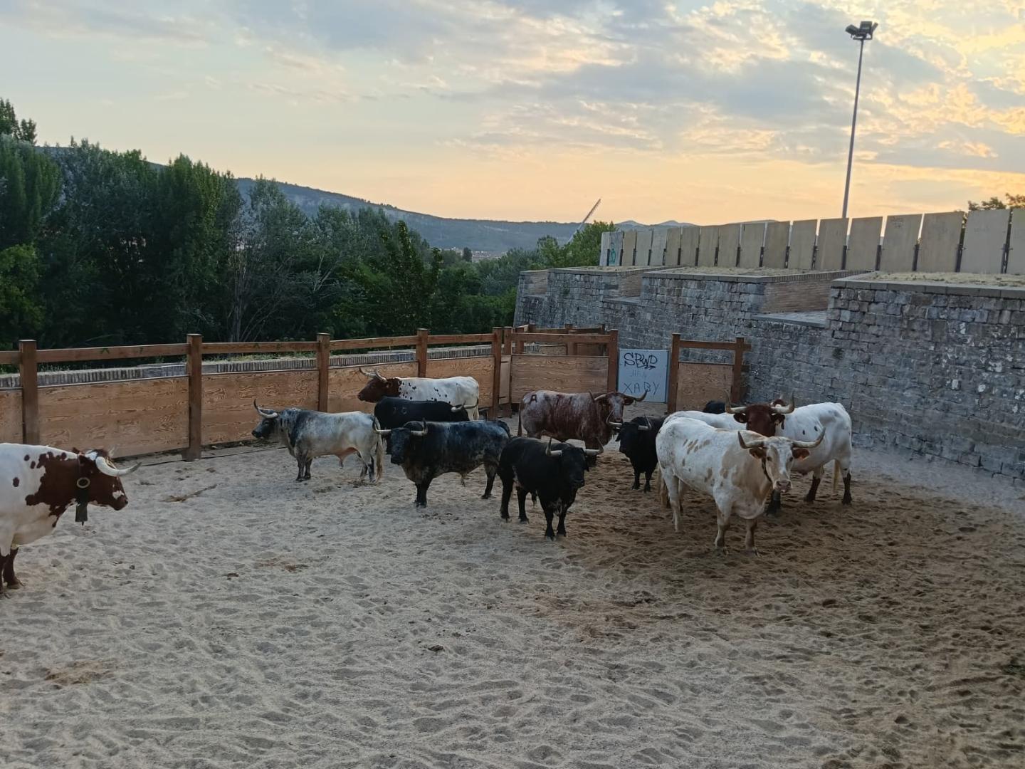 Tranquila la camada de Cebada a 35 minutos del encierro.