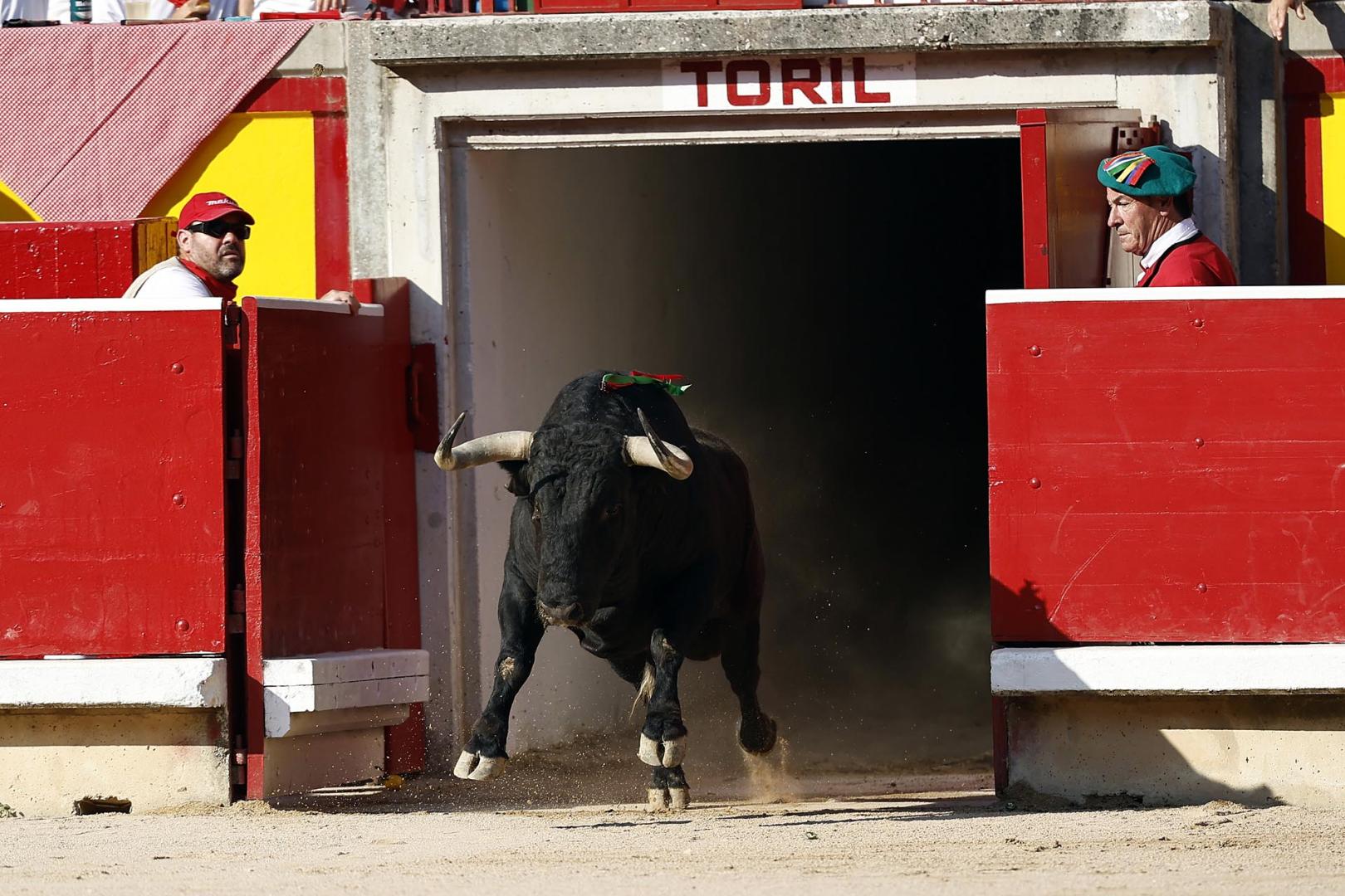 Fotos de la corrida del 8 de julio de la Feria del Toro 2026 con toros de la ganadería Cebada Gago para los diestros David Galván, Román y Manuel Diosleguarde