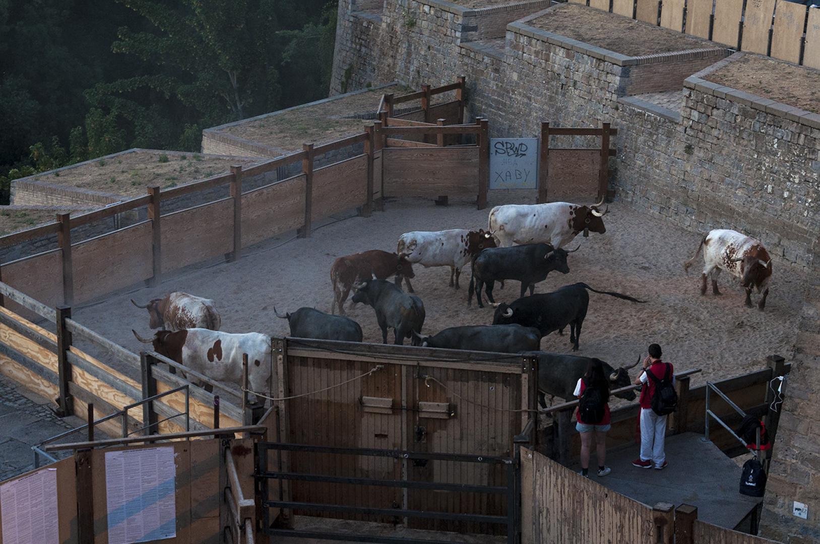 Toros de José Escolar antes del quinto encierro