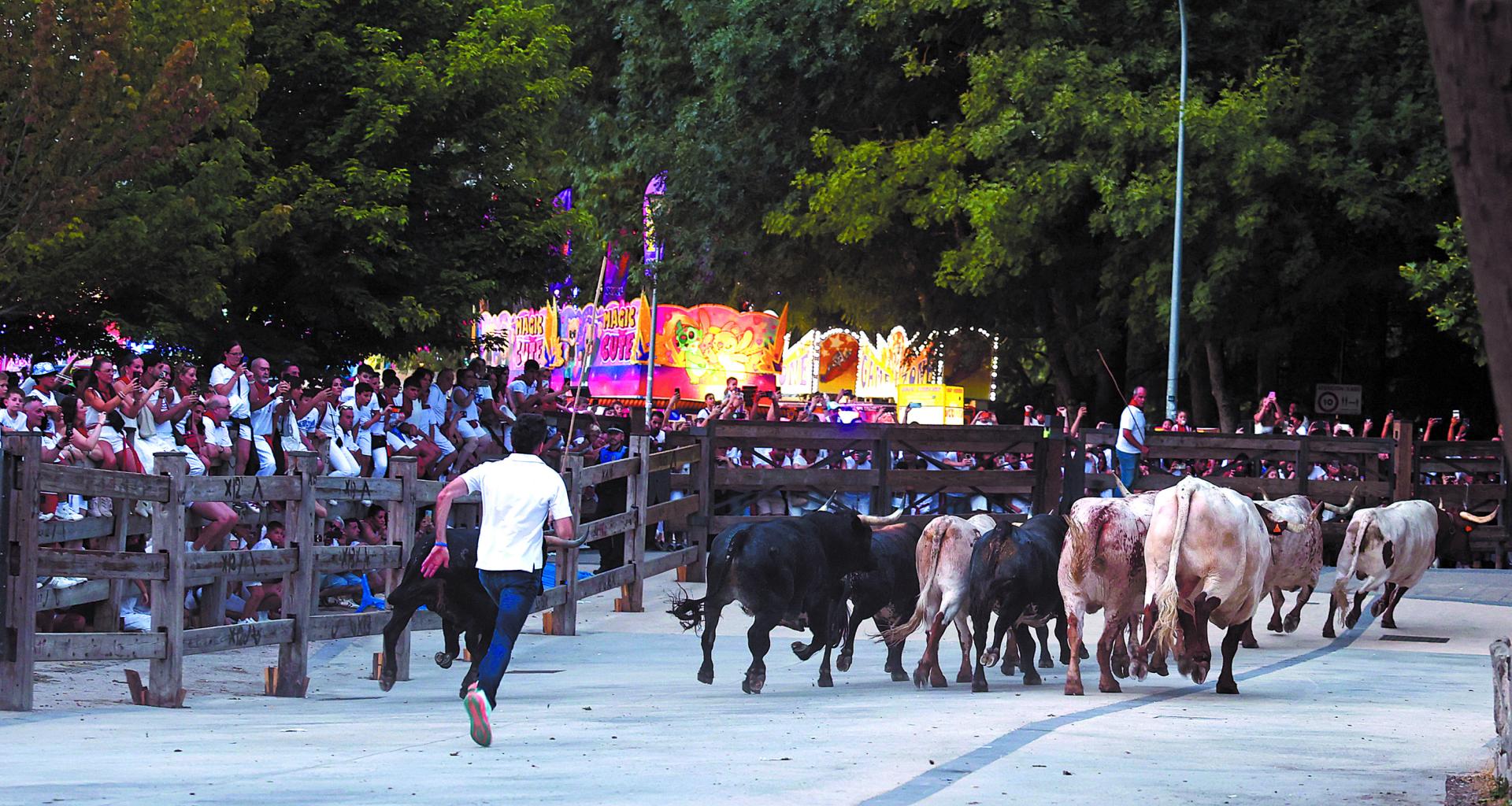 Los toros de la ganadería Miura corren hacia los corrales de Santo Domingo