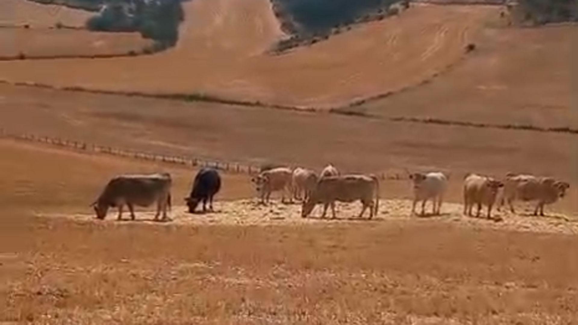 Julián Esquíroz (agricultor y ganadero navarro) explica las consecuencias del cambio climático en la alimentación de las vacas: "Esta es la desgracia del sector primario"
