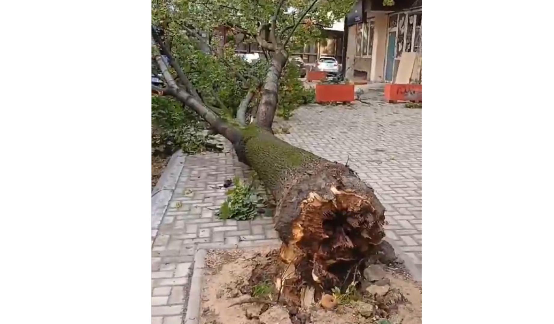 Árbol caído en Skopie