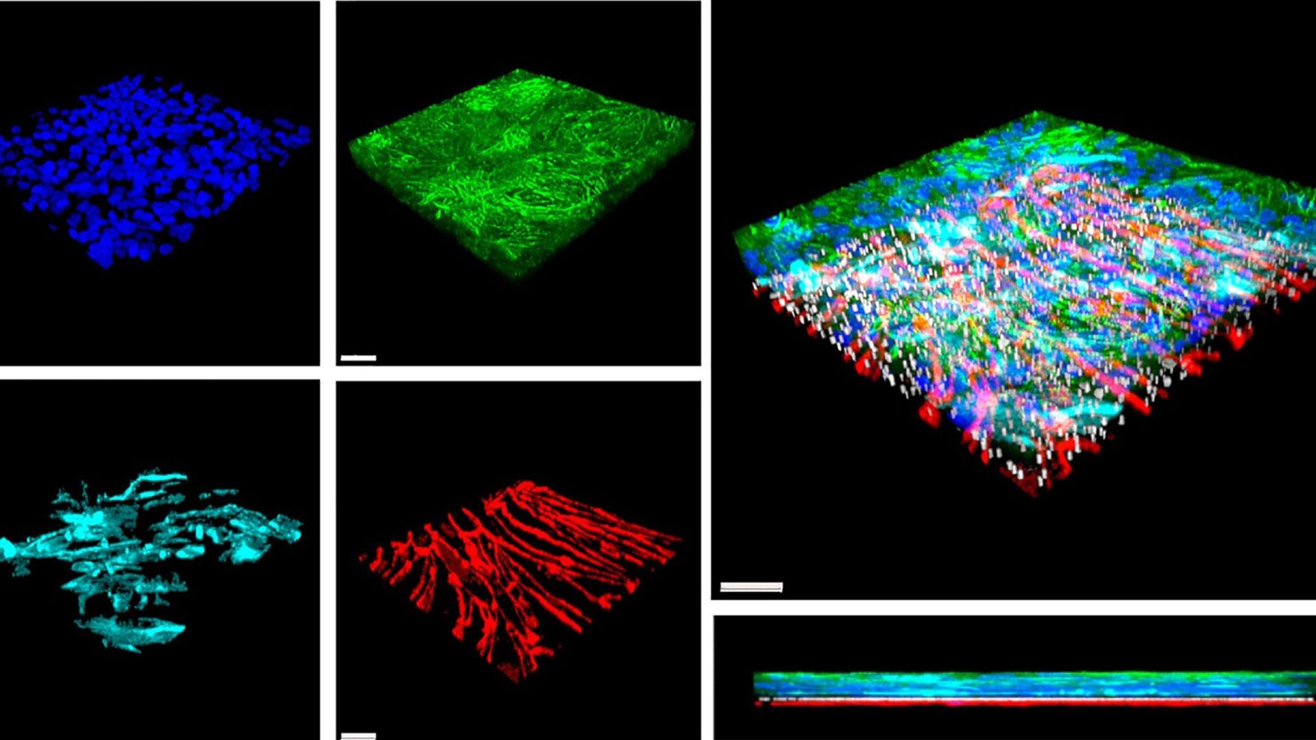 Tricapa de células cardíacas que componen el «corazón en un chip»: cardiomiocitos, en verde; fibroblastos cardíacos, en turquesa; y células endoteliales, en rojo