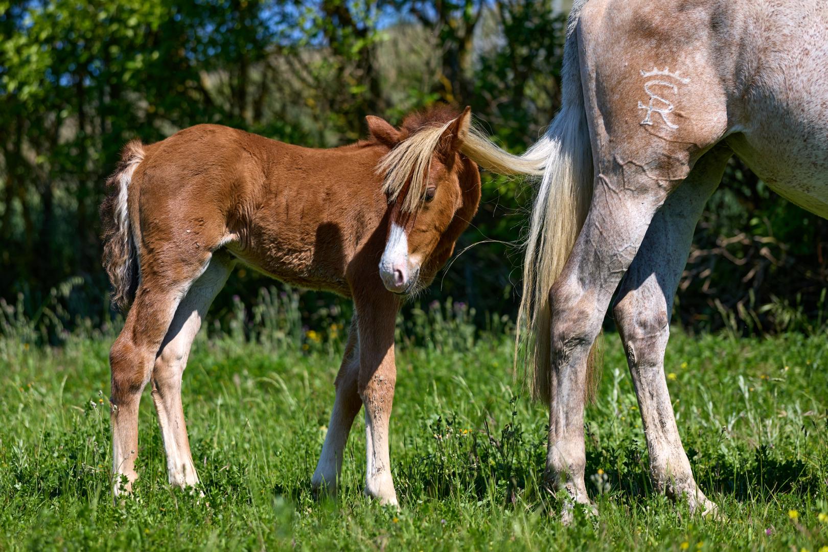 Un potro con semanas de vida junto a su madre (dcha.) en Zulueta, que porta el hierro de la yeguada de Sergio Ramos porque es hija de Yucatán -semental campeón del mundo en 2018-