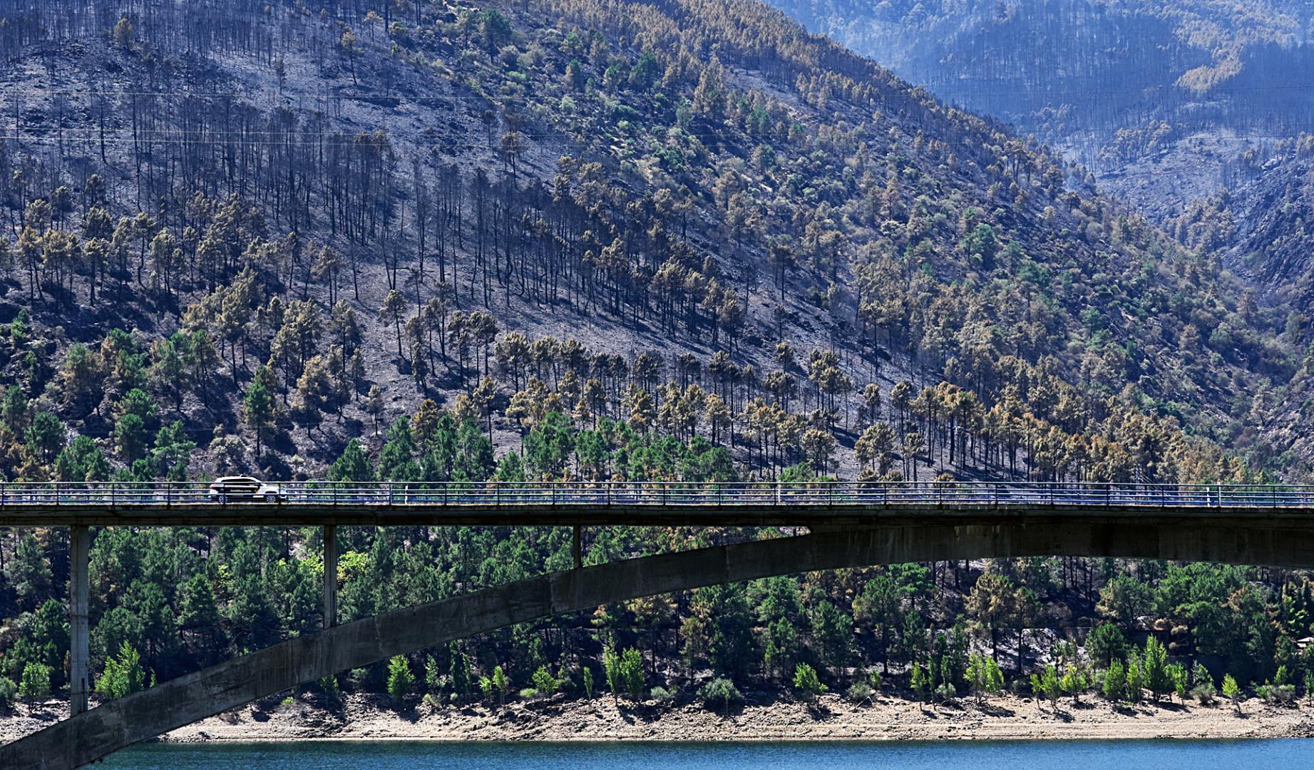 Paisaje quemado en el Parque Natural del Valle de Iruelas arrasado por el incendio de Burgohondo (Ávila)