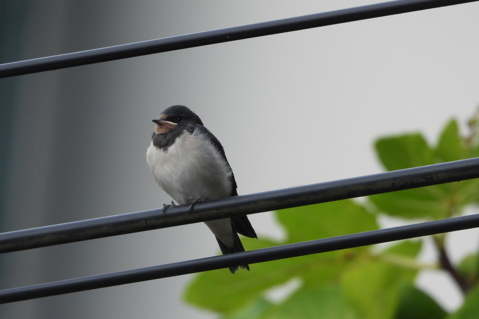 Un volantón de golondrina