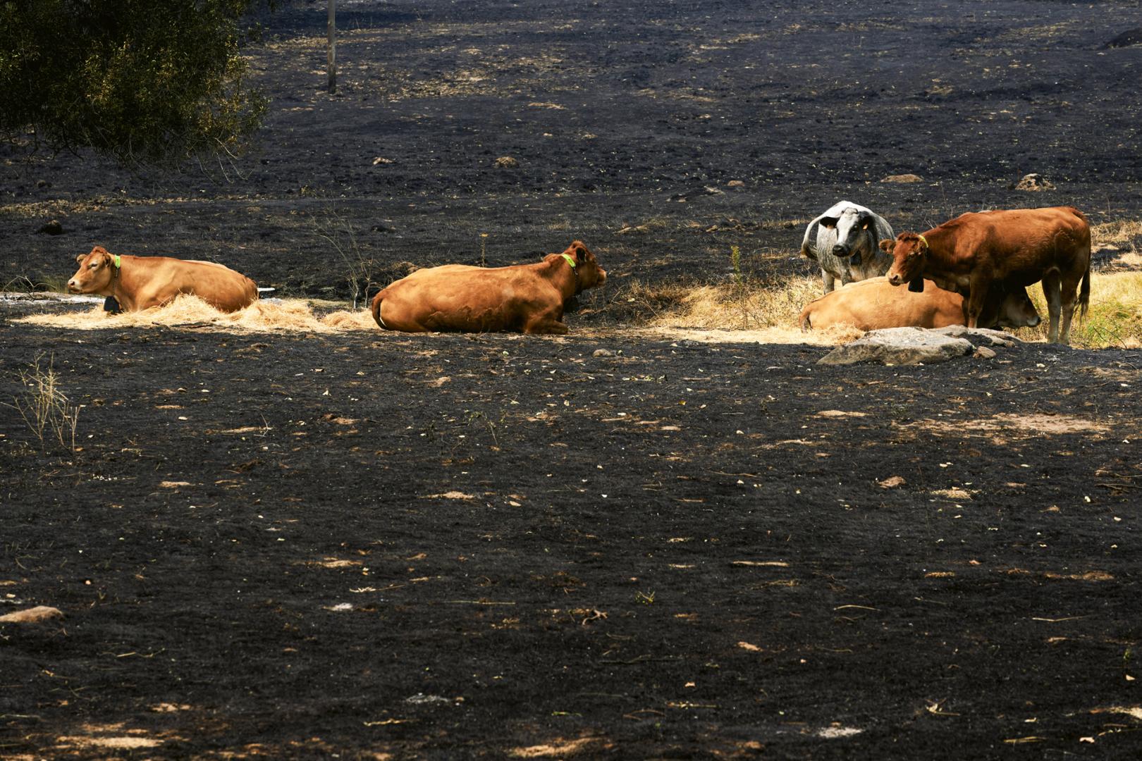 Ganado en una zona afectada por el incendio de Burgohondo, este lunes en las proximidades de La Adrada (Ávila).