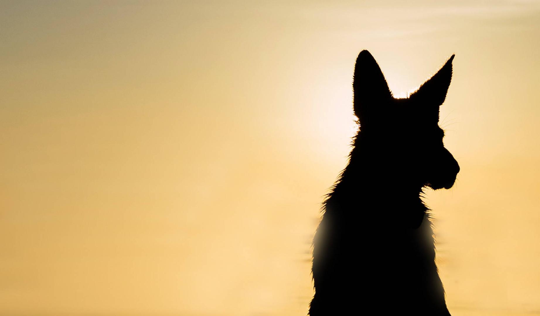 La silueta de un perro