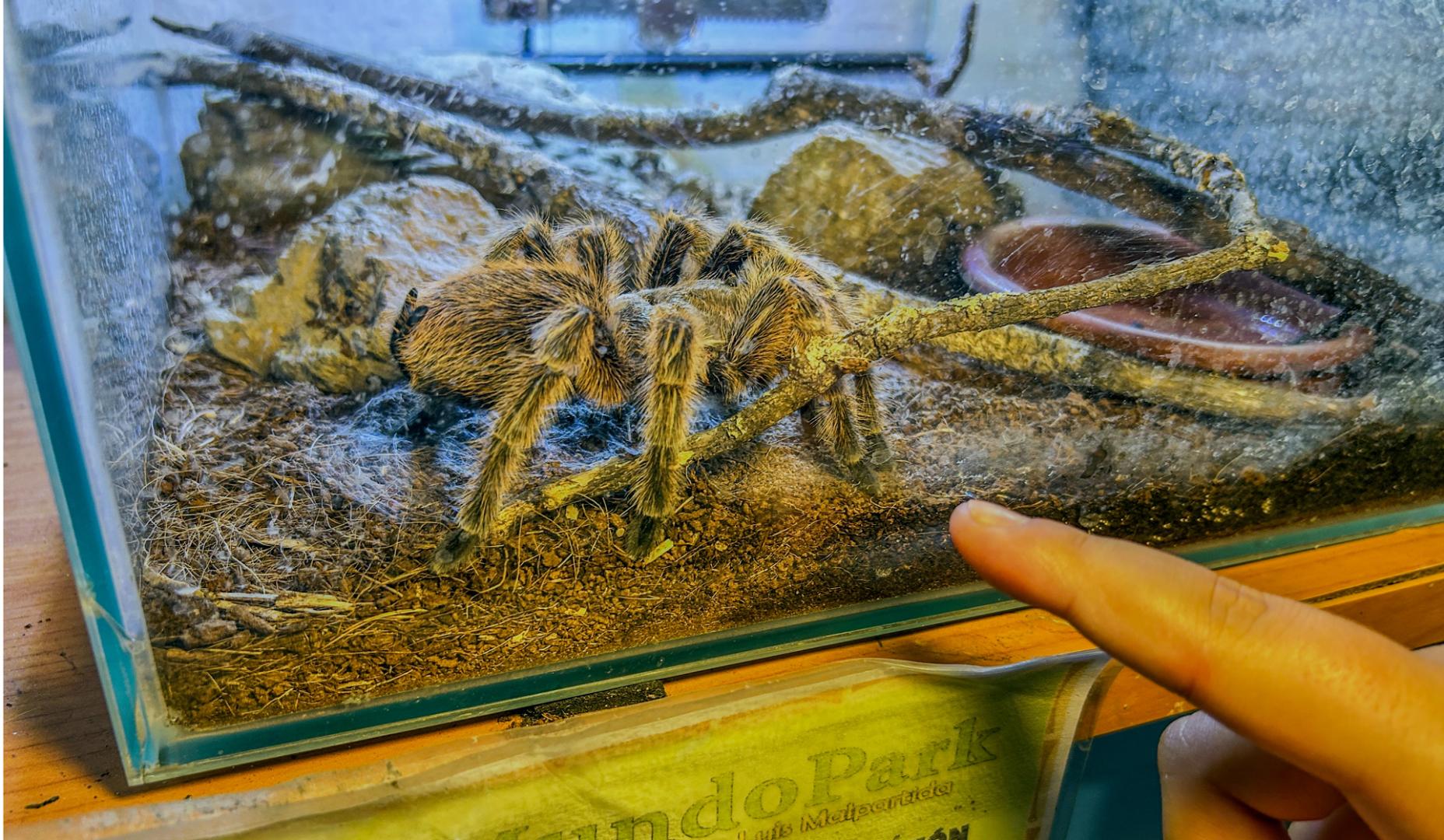 Ejemplar de tarántula que vive en el zoológico MundoPark de Guillena (Sevilla)