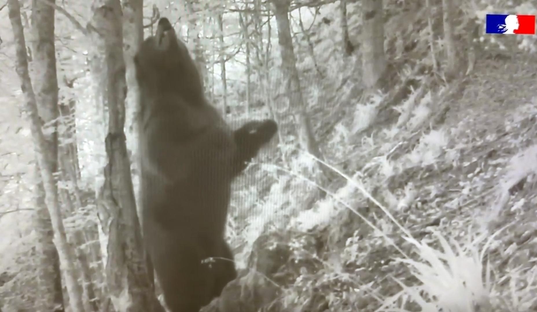 Captura del vídeo publicado por la Oficina Francesa de la Biodiversidad
