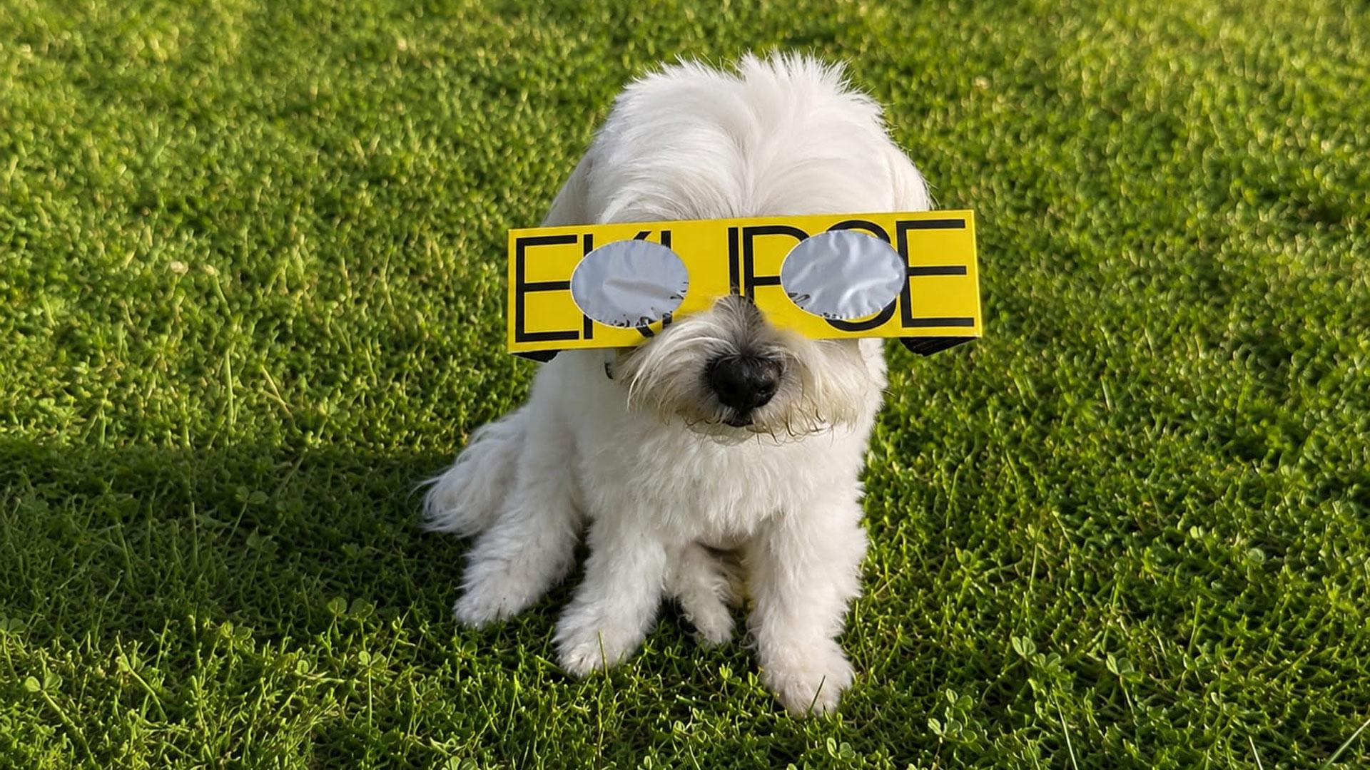 Un perro con unas gafas para ver el eclipse
