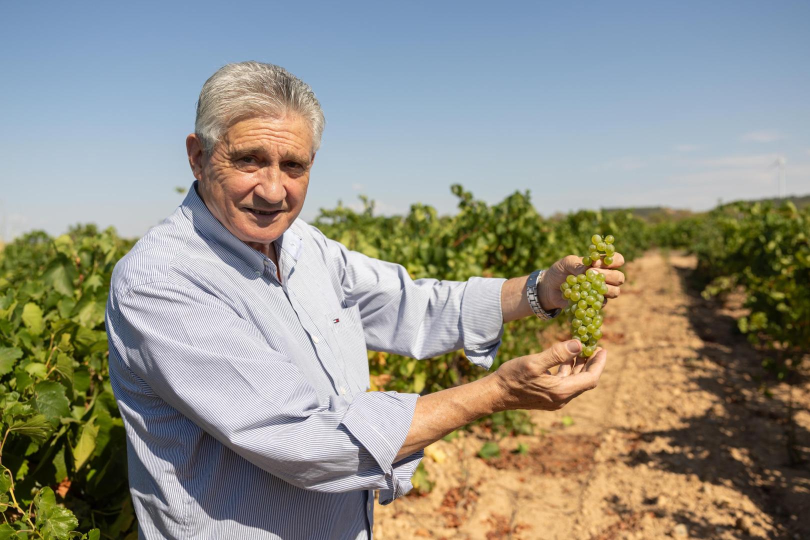 Serafín Vicente Martínez, presidente de la bodega cooperativa cirbonera con un racimo de uva chardonnay