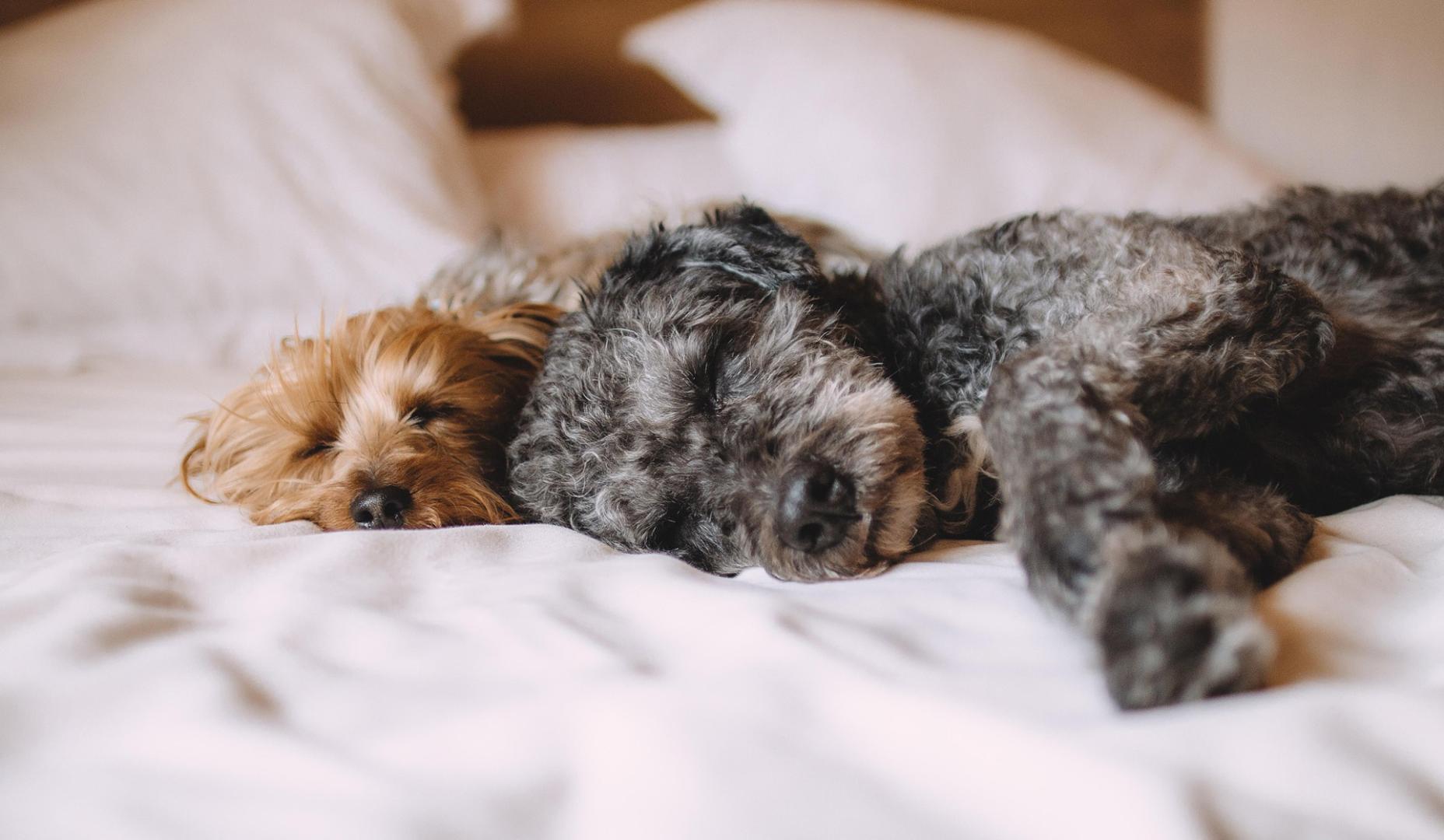Perros en una cama