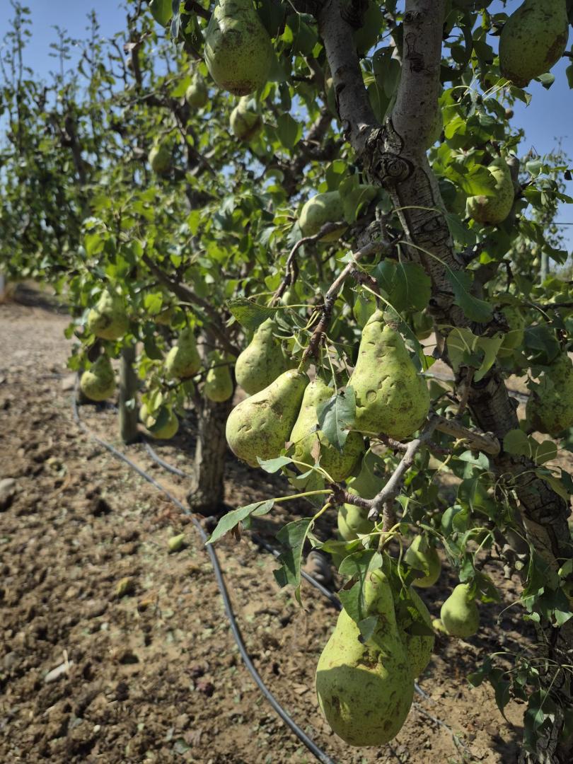 Pera de la variedad conferencia afectada por el granizo
