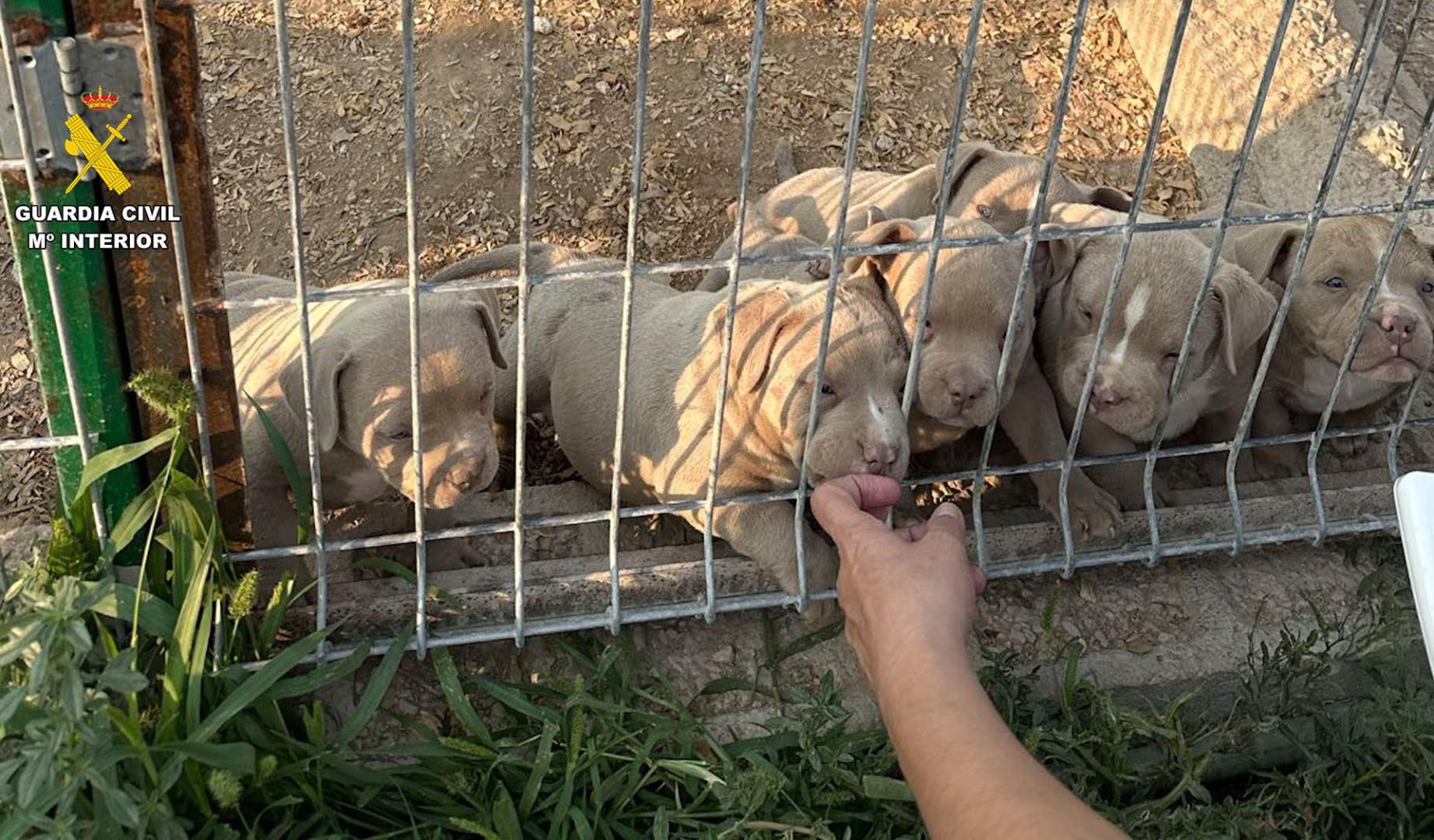 La Guardia Civil, en el marco de la operación Goscan, ha puesto a disposición judicial a 20 personas, de las cuales 14 han sido detenidas y otras seis investigadas por delitos contra los animales, intrusismo laboral y falsedad documental por comercializar perros a los que se practicaban amputaciones estéticas ilegales de orejas y rabo.