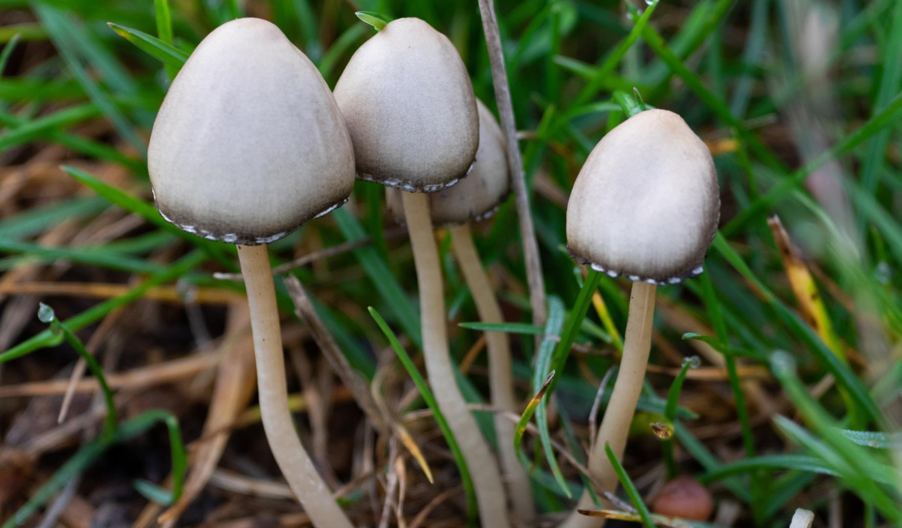Hongos alucinógenos