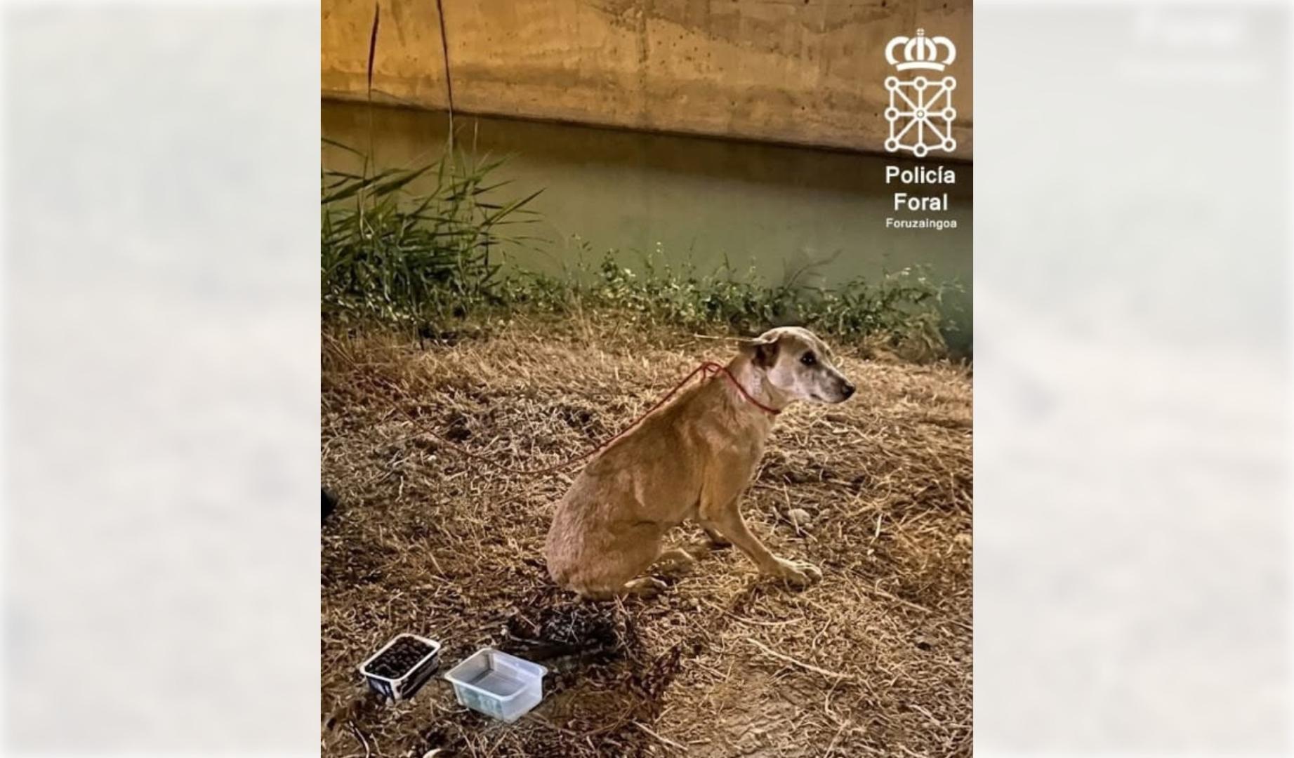 Imagen del perro rescatado