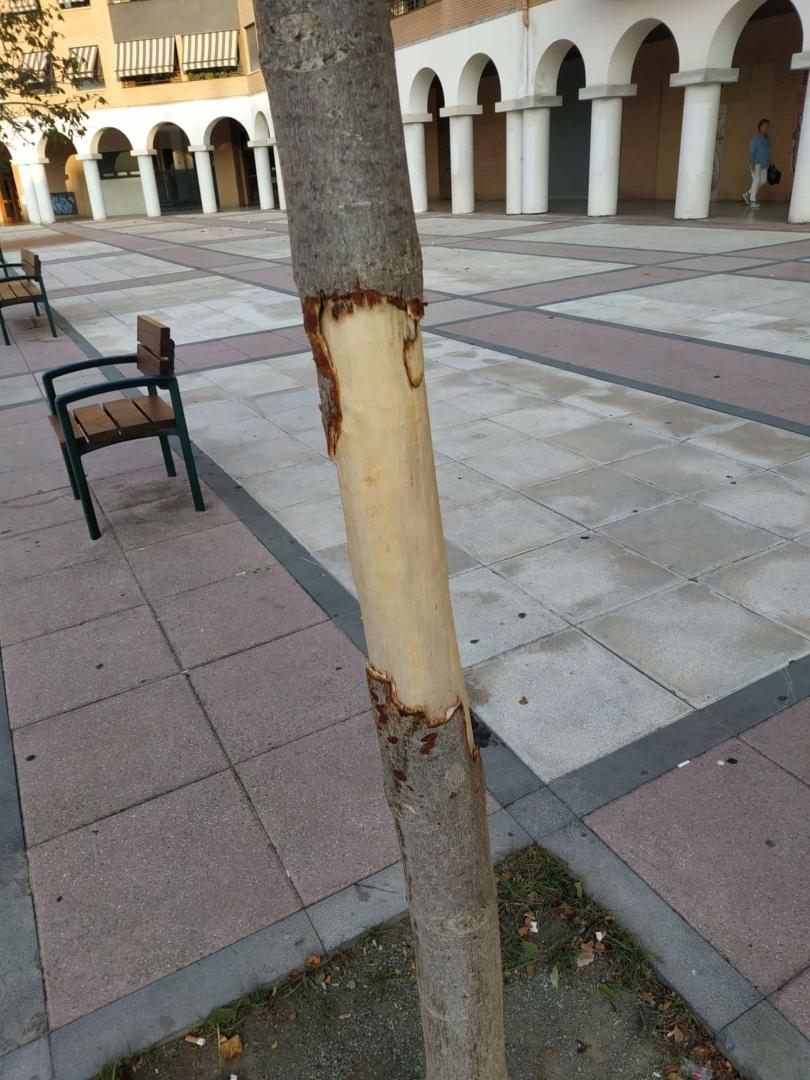 Detalle del trozo del árbol dañado por la extracción de la corteza