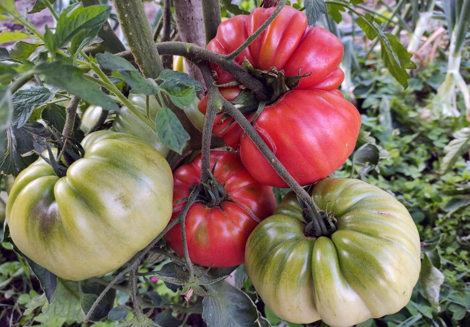 tomate