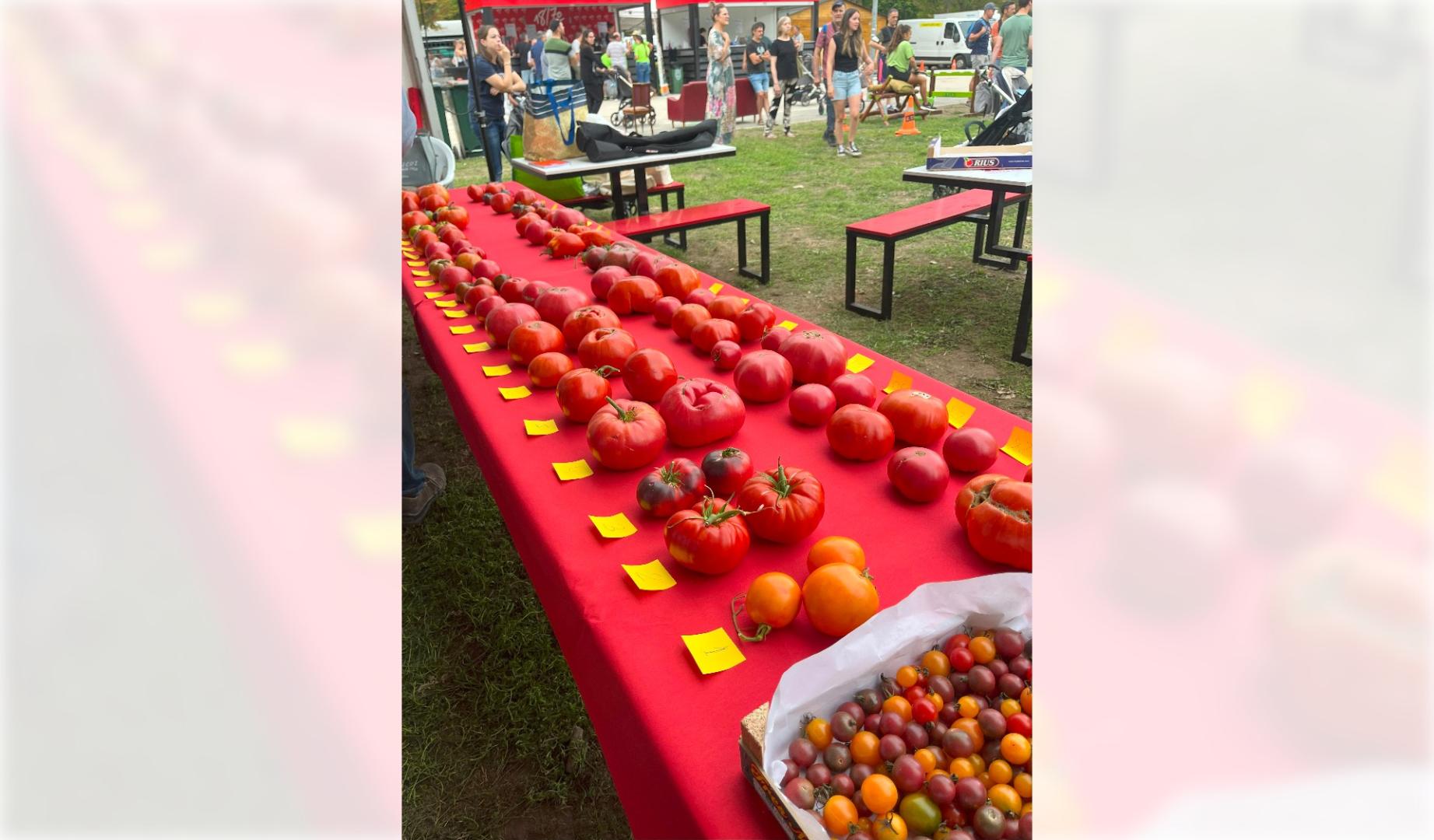 Tomates