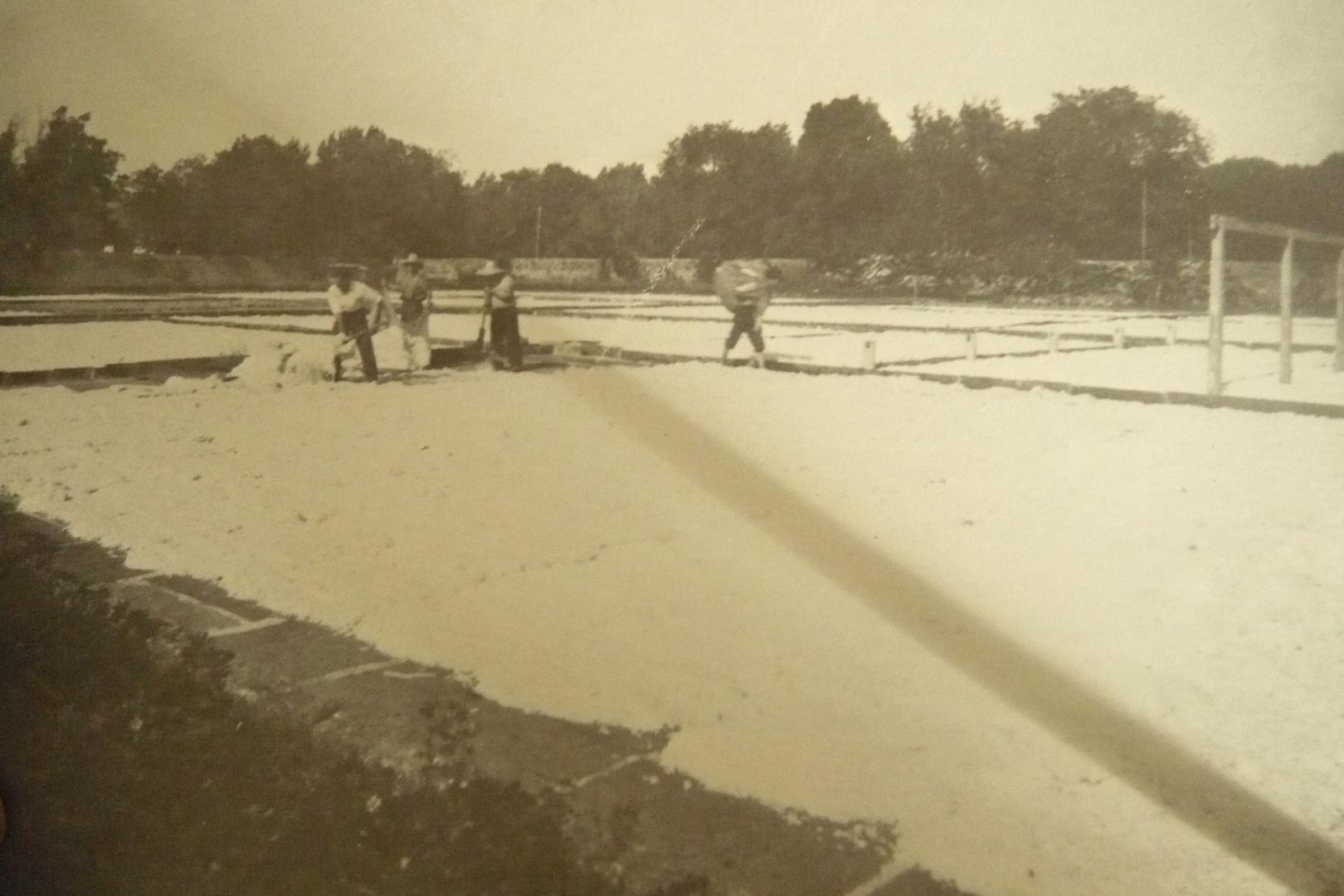 Blanqueado de la cera al sol. Fotos de Rafael Bozano tomadas en 1934