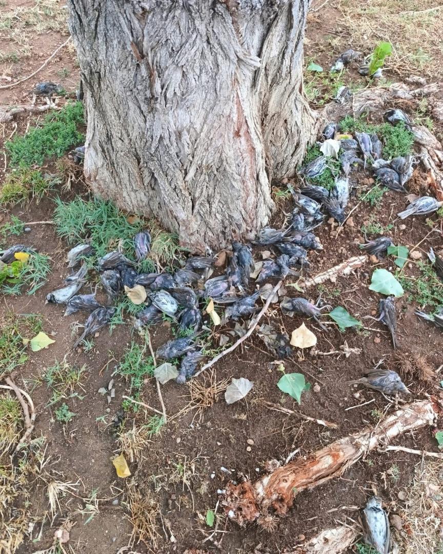 Imagen de varias de las aves muertas en Arguedas