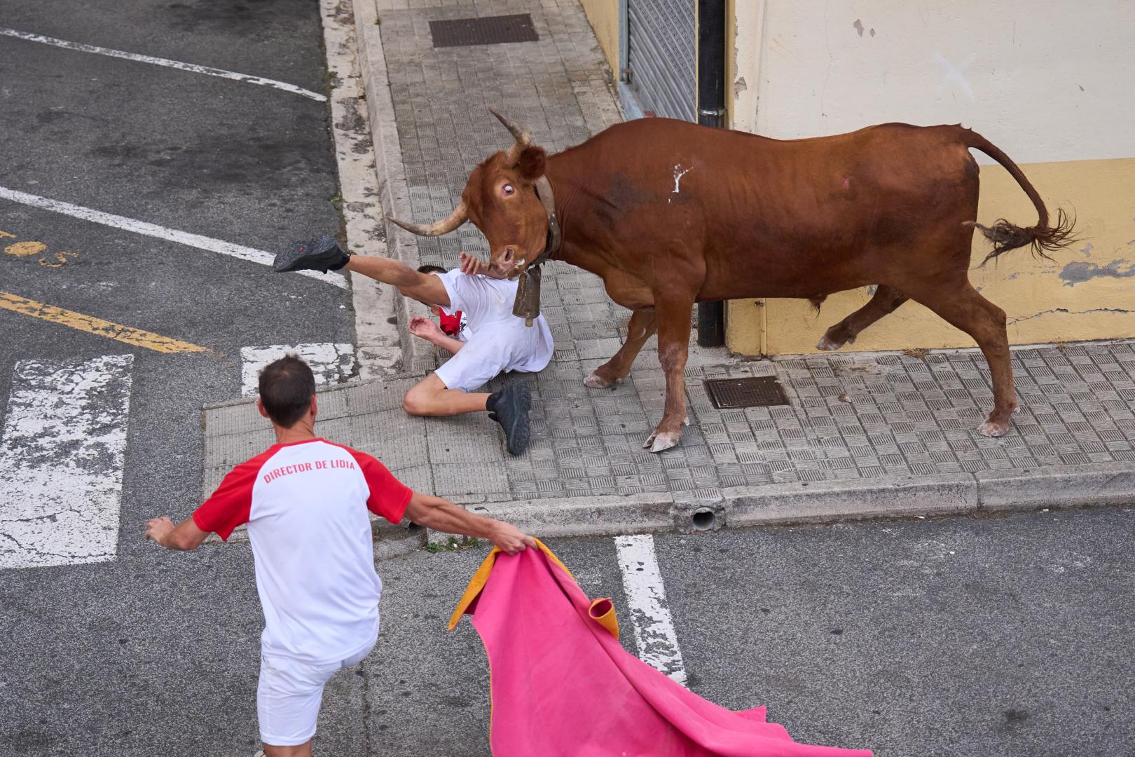A: MIGUEL OSÉS F: 28–8-2026 P: L: PAMPLONA T: VACAS EN NOAIN