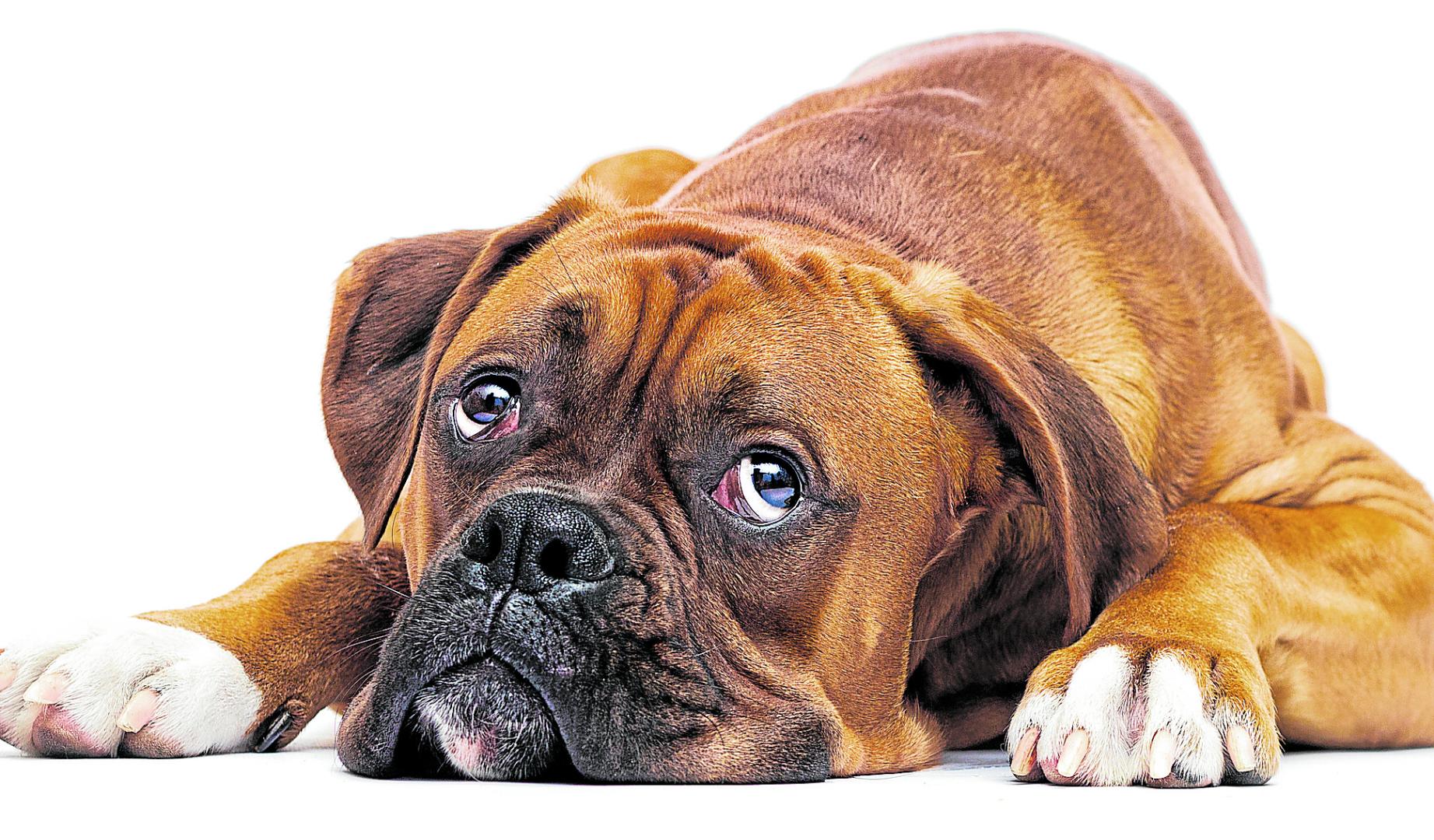 Imagen de un perro triste